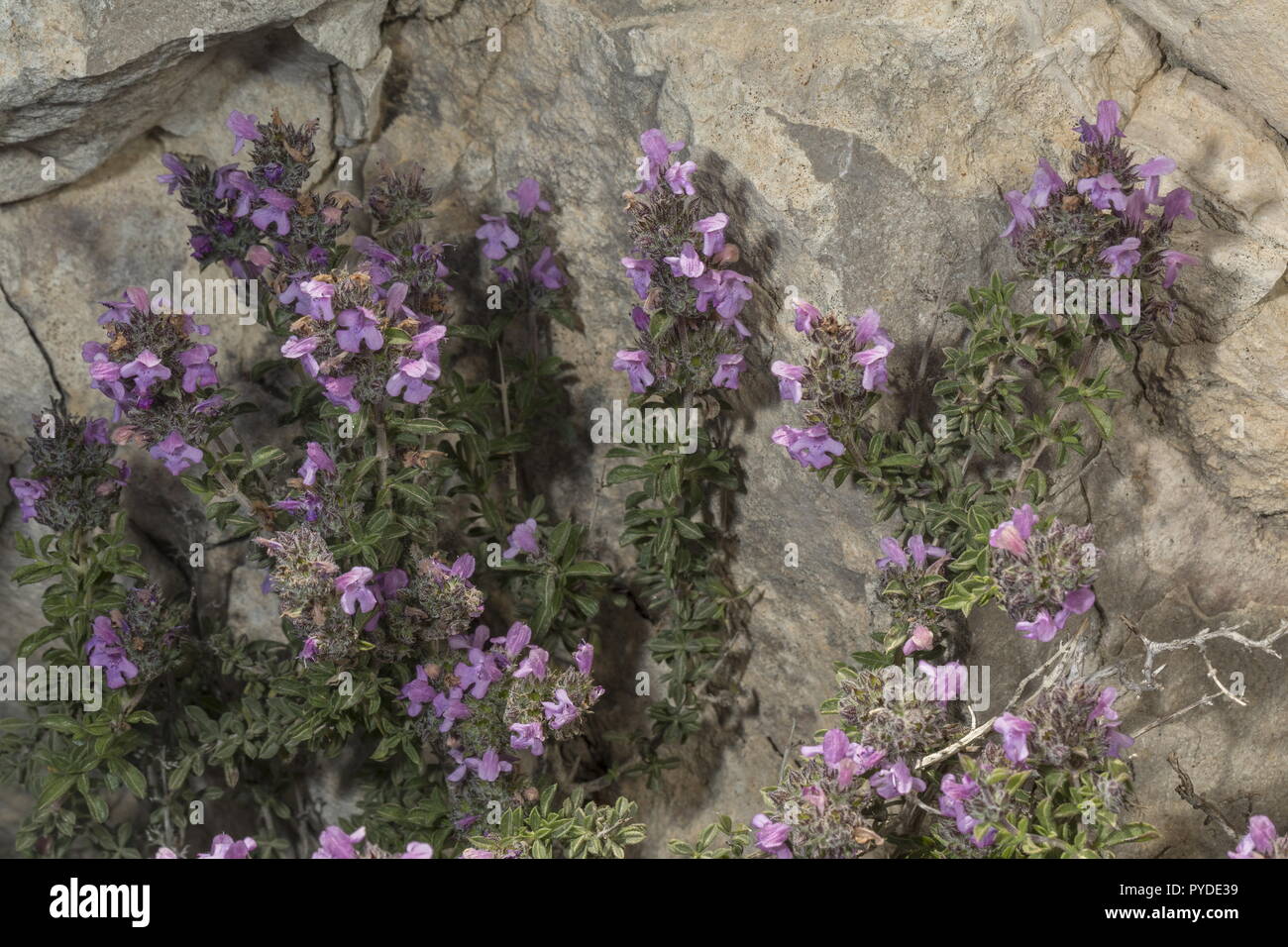 Thyme-Leaved Savory, Satureja thymbra, in flower. Aromatic herb. Rhodes, Greece. Stock Photo