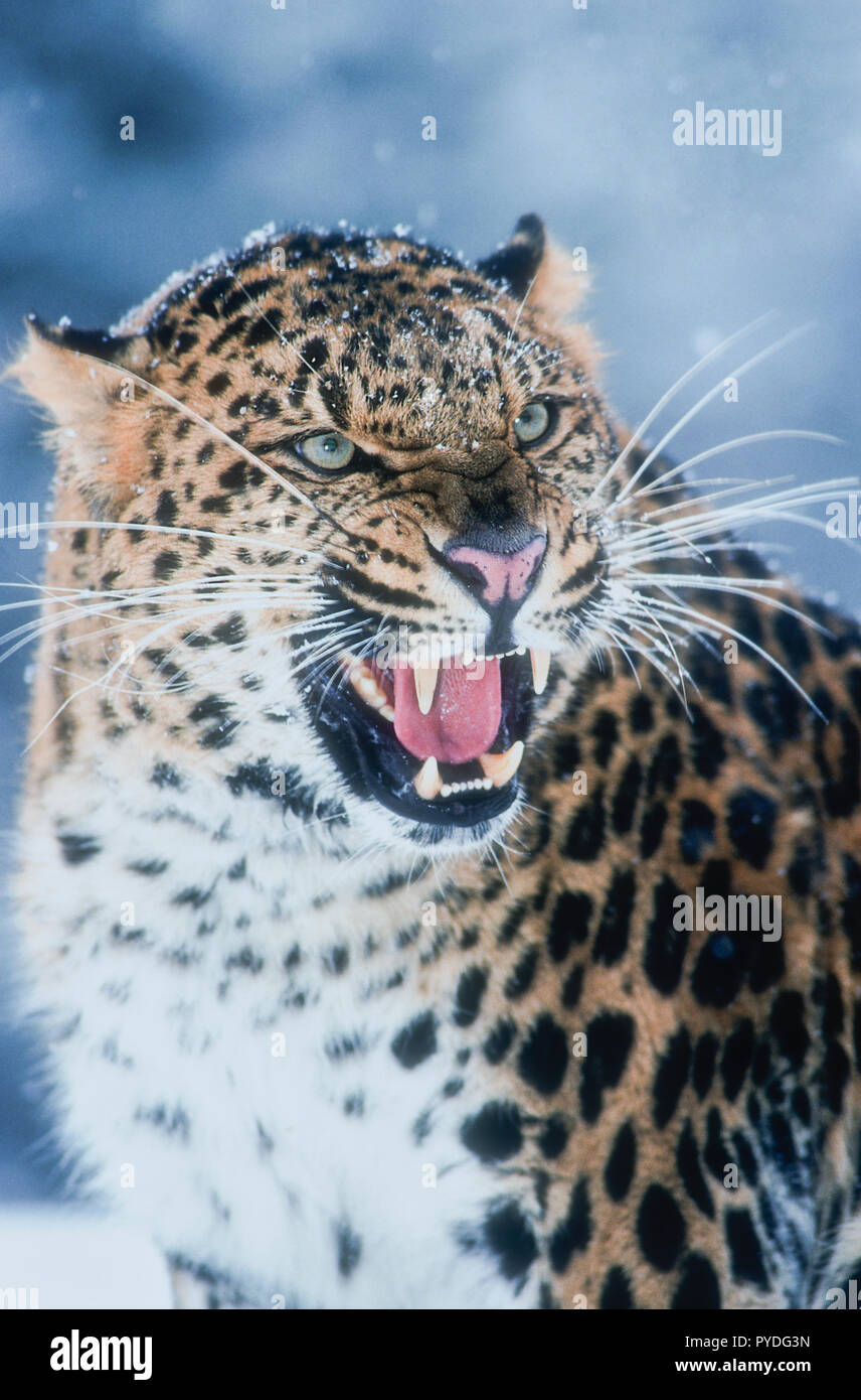 Amur Leopard Cats High Resolution Stock Photography and Images - Alamy