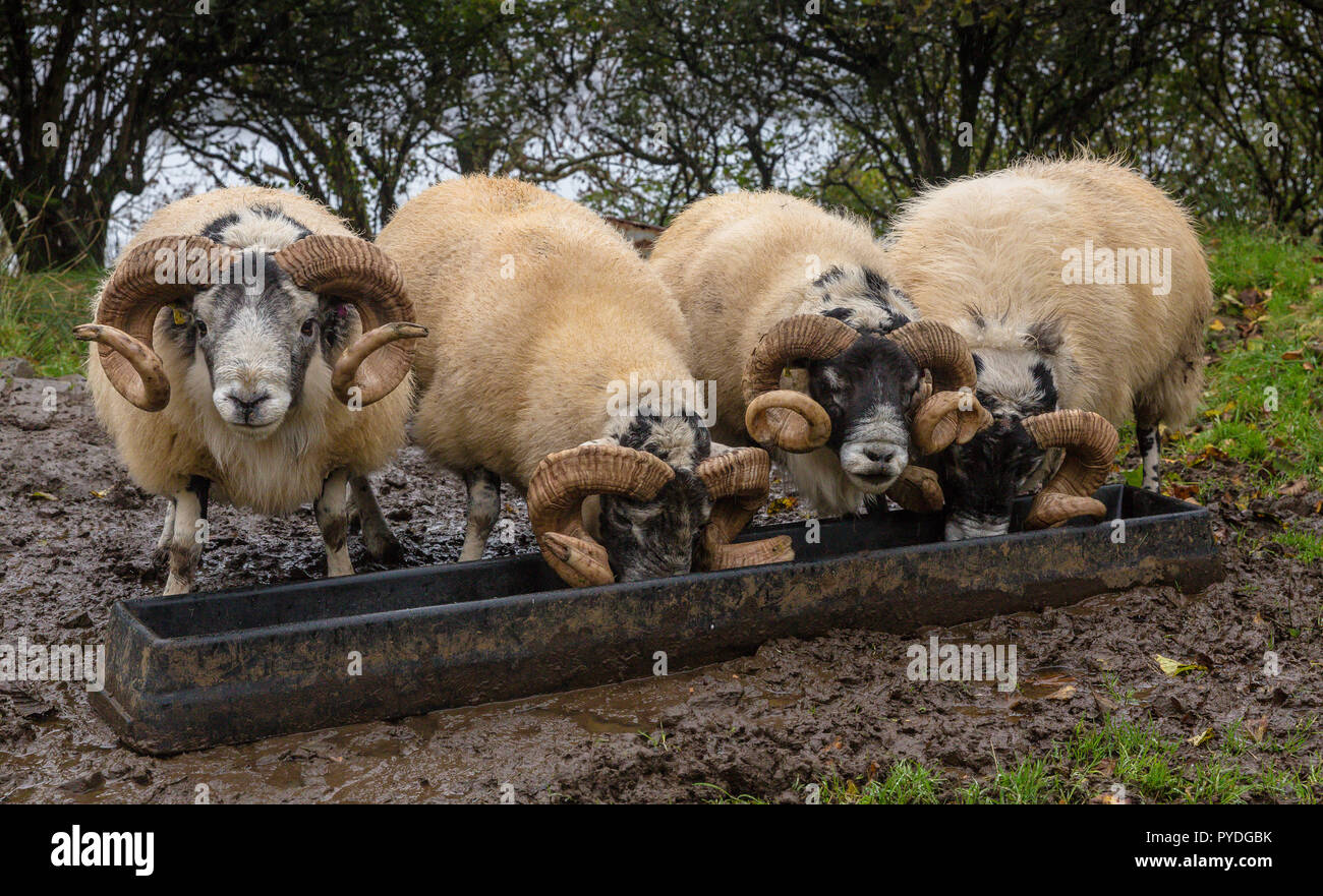 Four Scottish Blackface rams feeding on Croftland from a metal trough on the Isle of Mull, Inner Hebrides, Scotland.All 4 rams have large curly horns Stock Photo