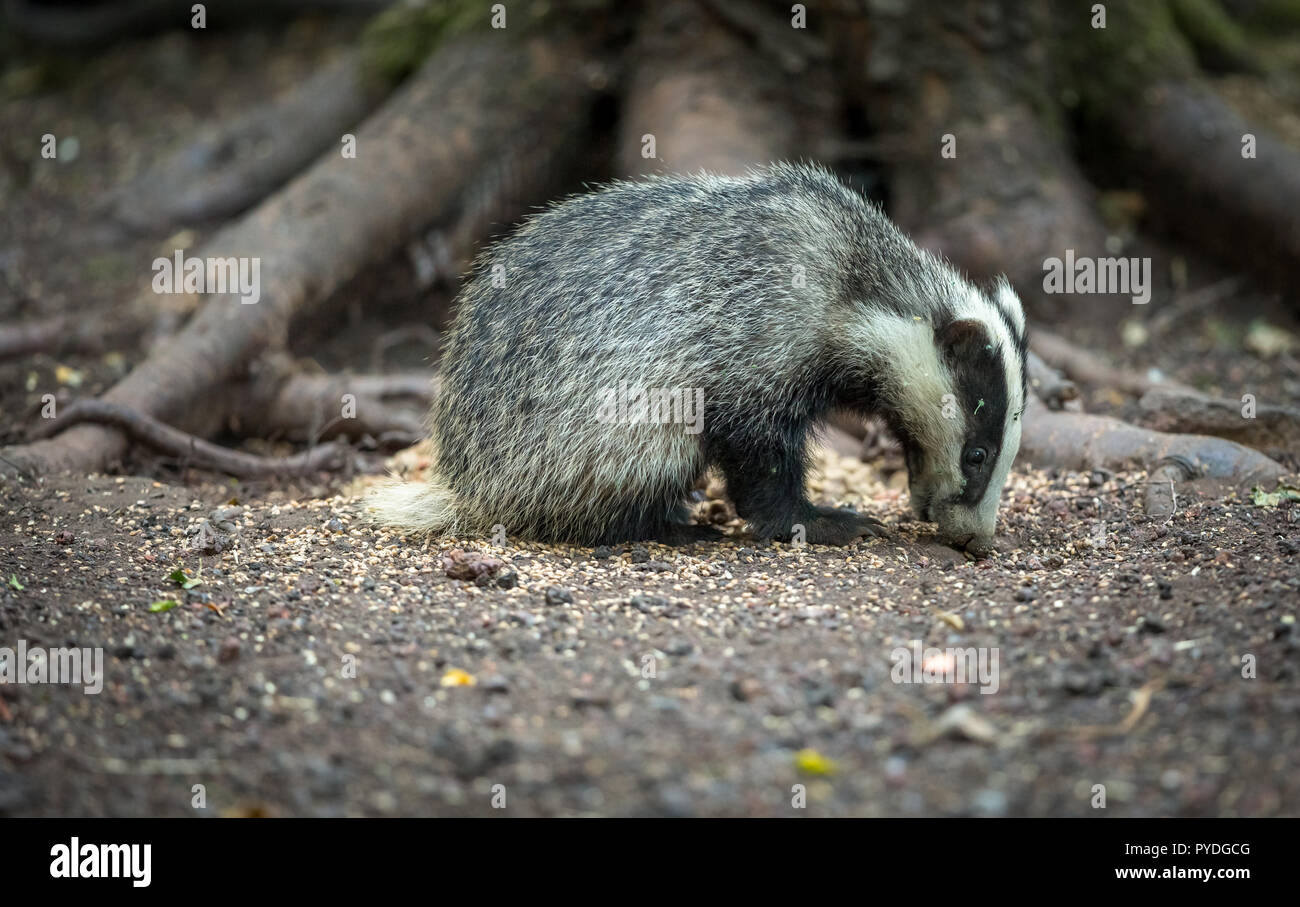 Badger cub sat in natural woodland habitat, facing right and foraging for peanuts.  Scientific name: Meles meles.  Landscape. Daylight Stock Photo