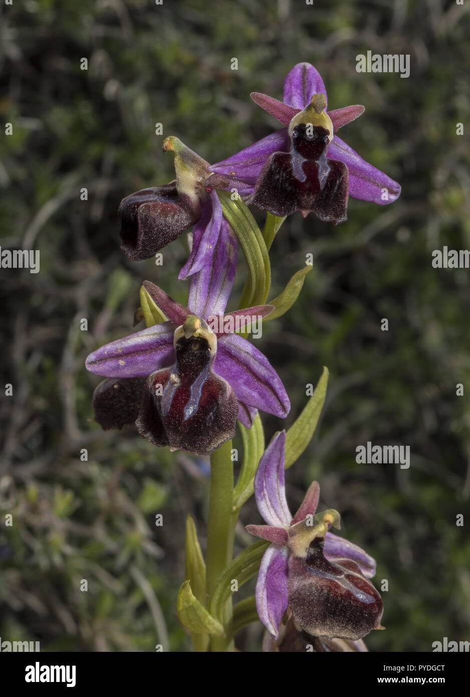 Horseshoe Orchid, Ophrys ferrum-equinum in flower, Rhodes. Greece. Stock Photo