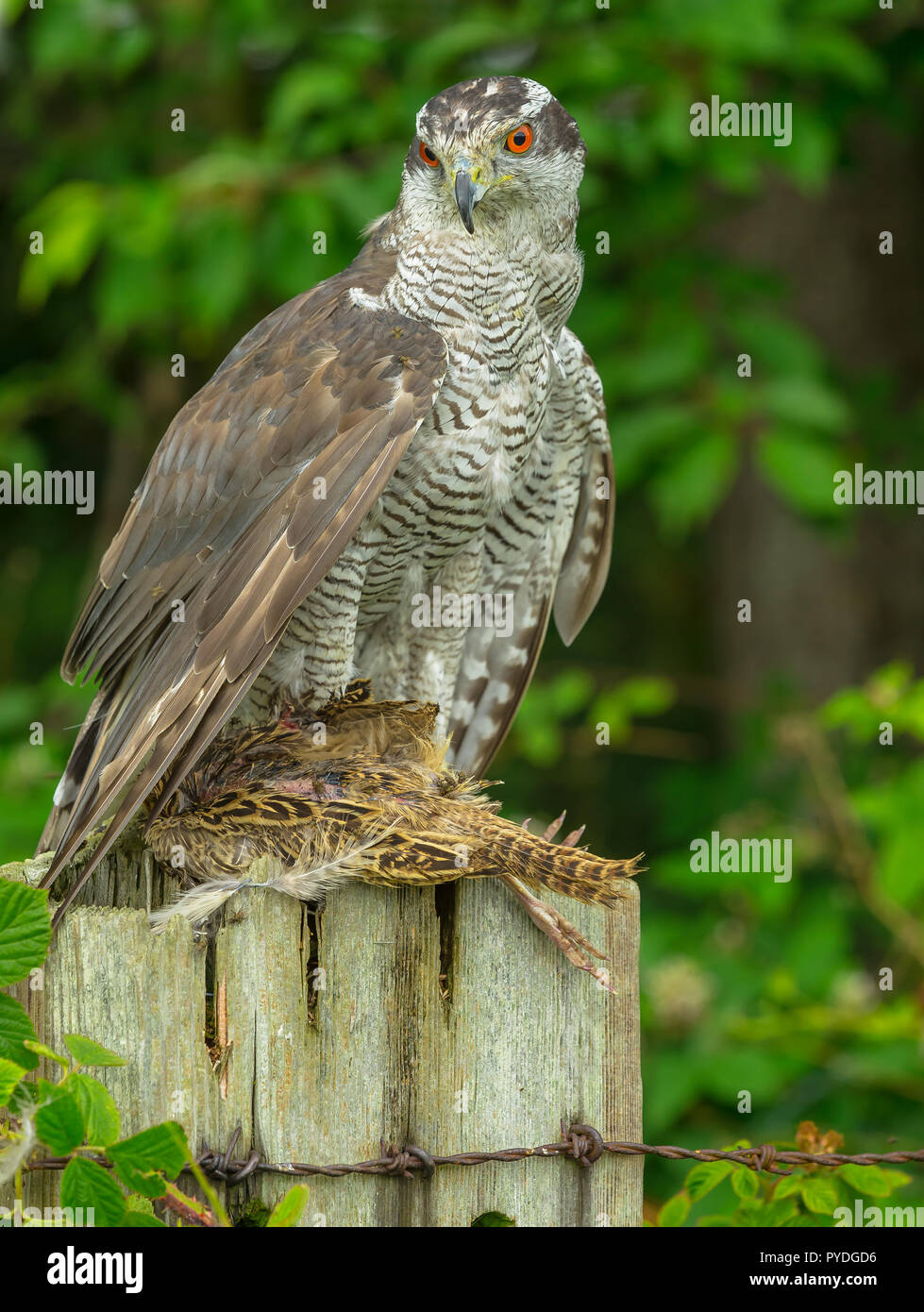 Goshawk (Scientific name: Accipiter gentilis). Large raptor, this is a captive Goshawk perched on a fence post and feeding on a partridge. Portrait Stock Photo
