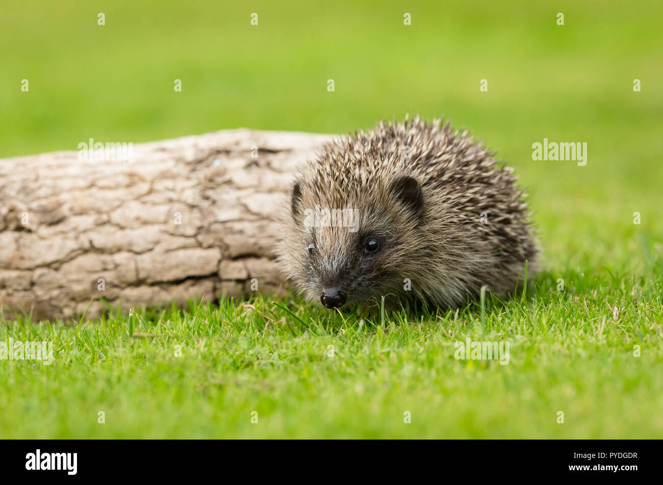 Hedgehog (Erinaceus Europaeus) in natural garden habitat on green grass