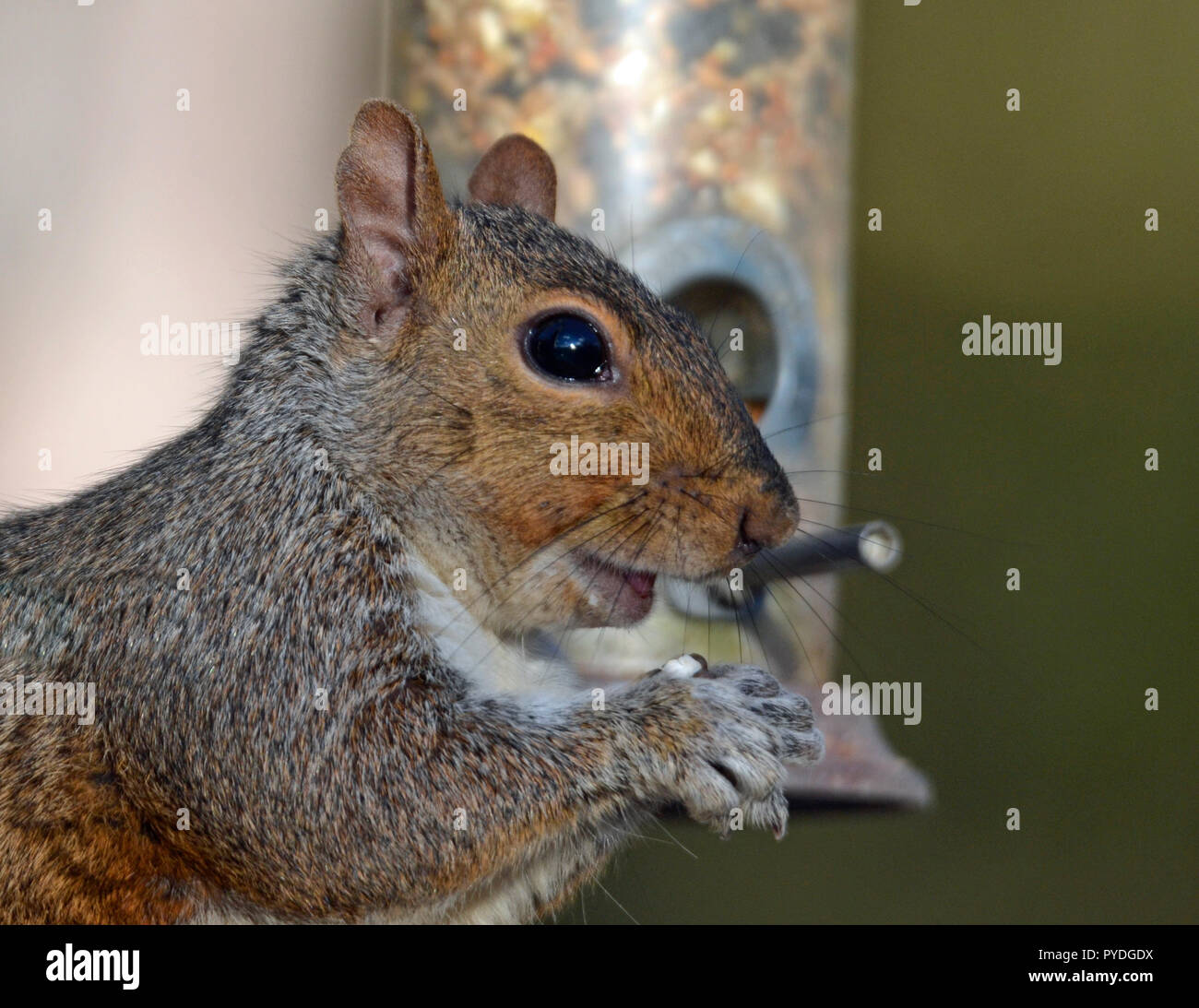 Grey squirrel on bird feeder at College Lake Nature Reserve, Buckinghamshire, UK Stock Photo