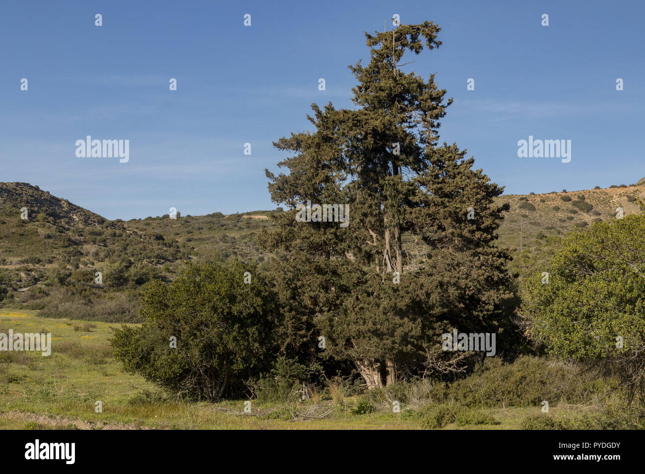 Italian cypress, Cupressus sempervirens - old tree, forest remnant, in south Rhodes. Stock Photo