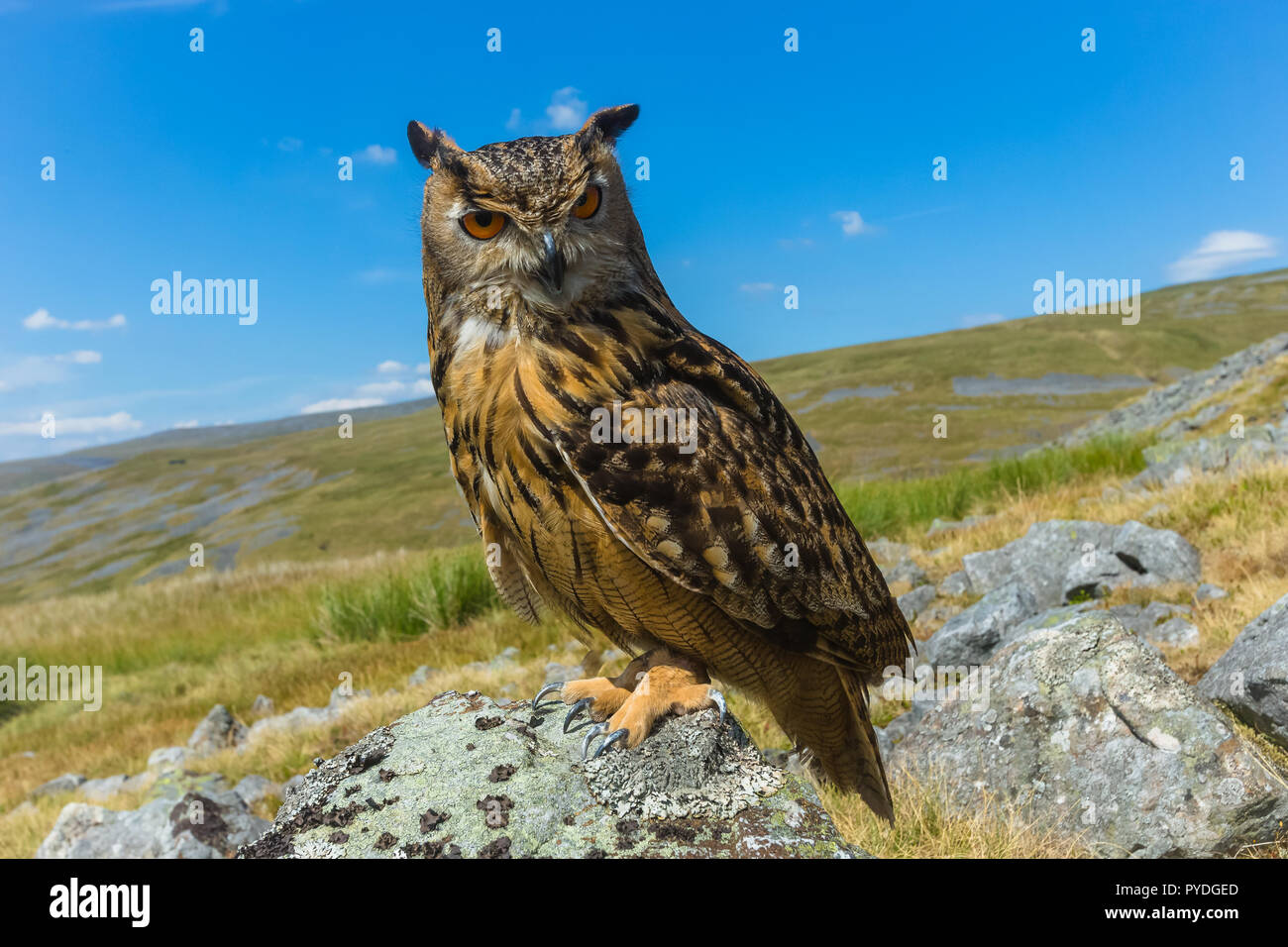 Eagle owl, also known as the Eurasian or European eagle owl.  Scientific name: Bubo bubo, perched on lichen covered rock in the English Lake District Stock Photo