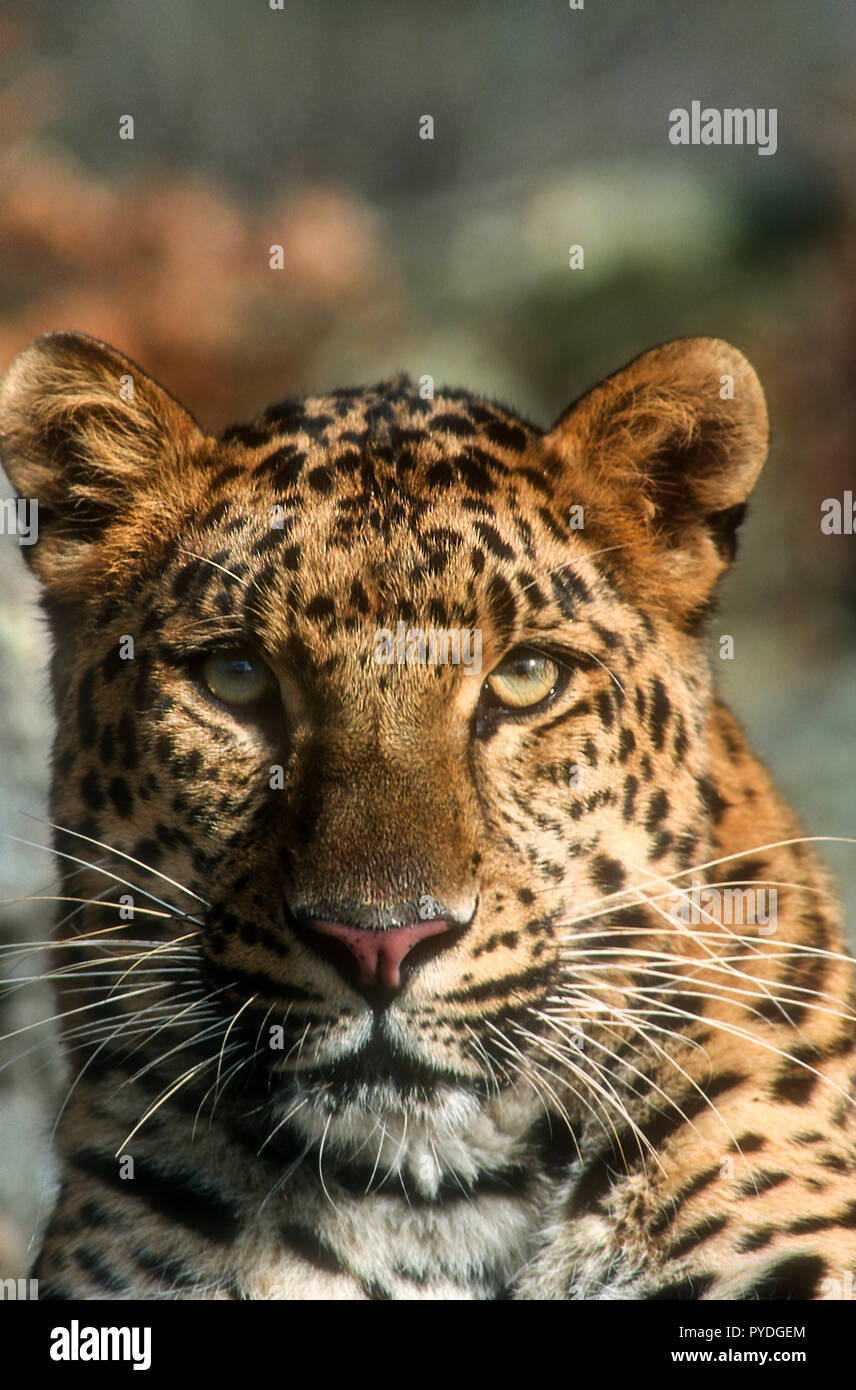 Amur Leopard, Big Cats, Asia, Captive Stock Photo
