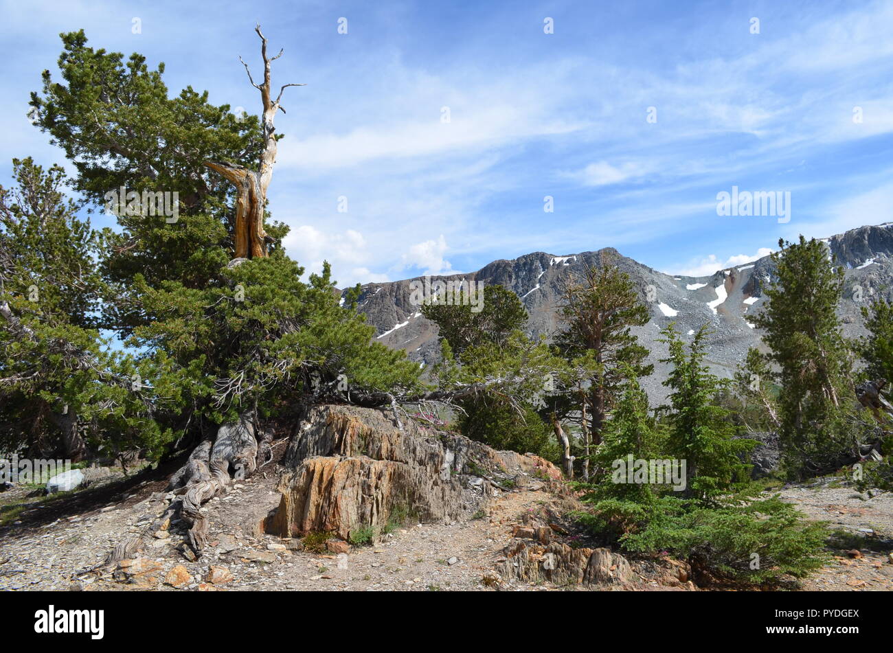 Yosemite National Park Summer 2014 Stock Photo