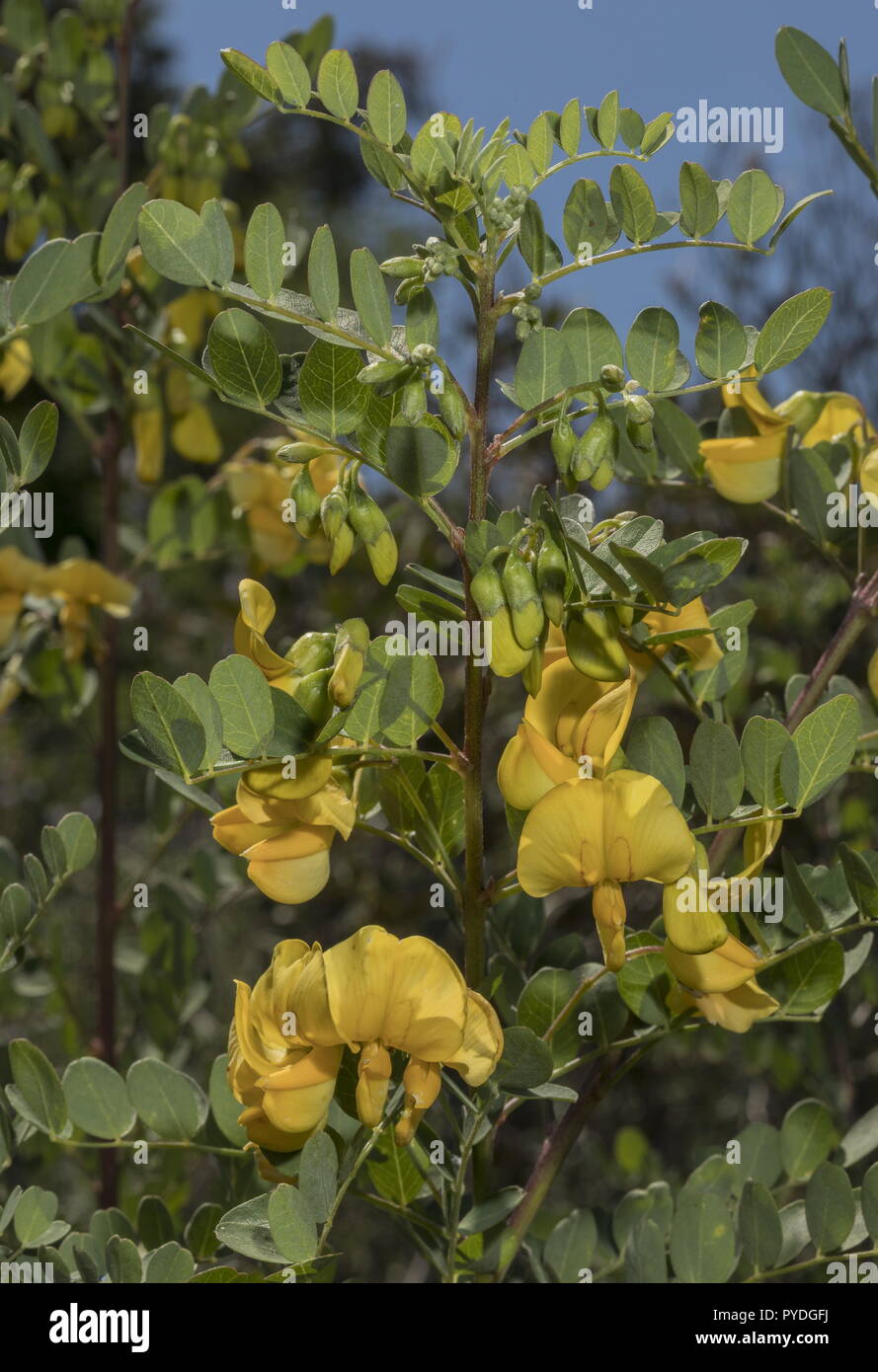 Rhodian Bladder-Senna, Colutea insularis, in flower; endemic to Rhodes. Stock Photo