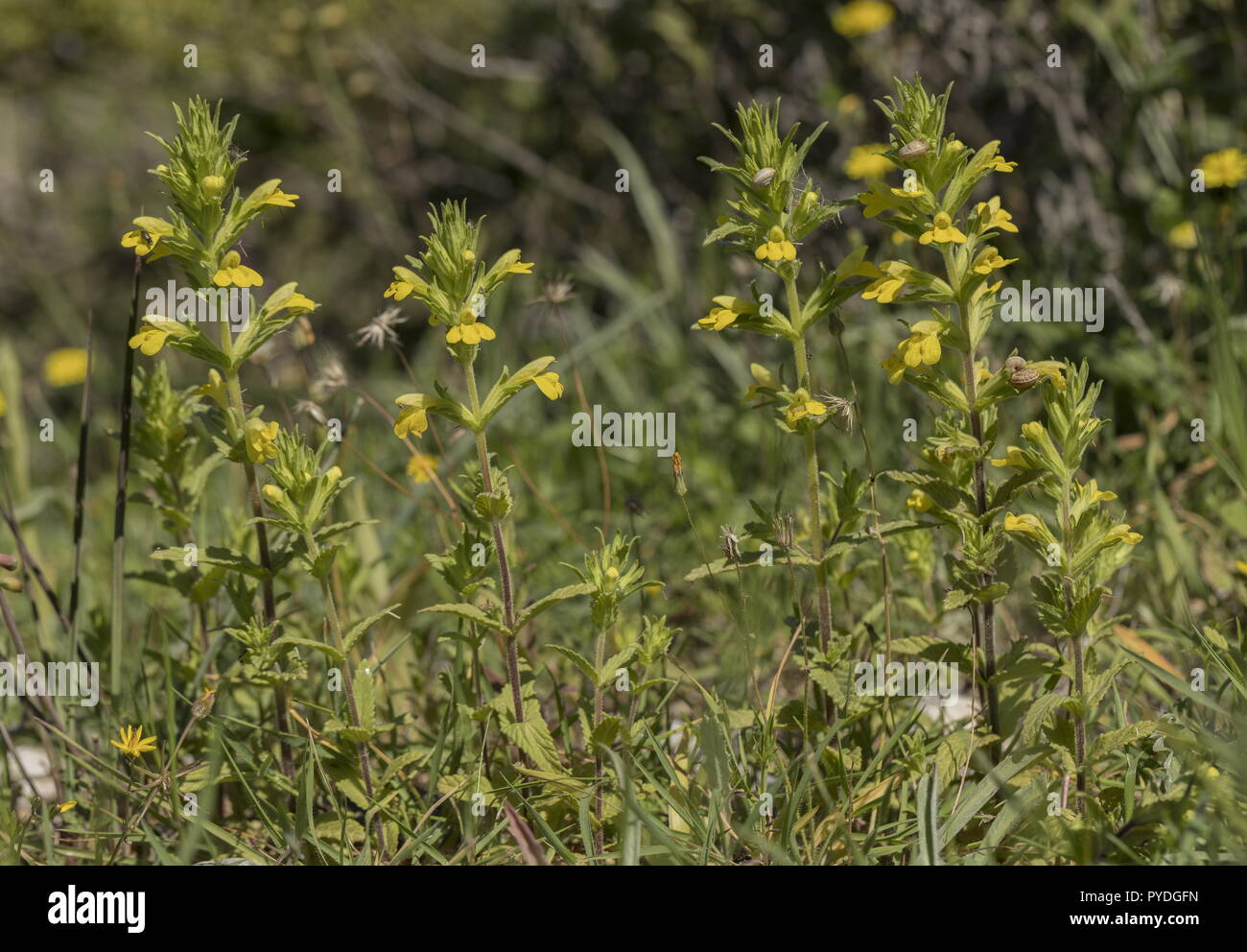 Yellow bartsia, Parentucellia viscosa, in flower in grassland sward. Stock Photo
