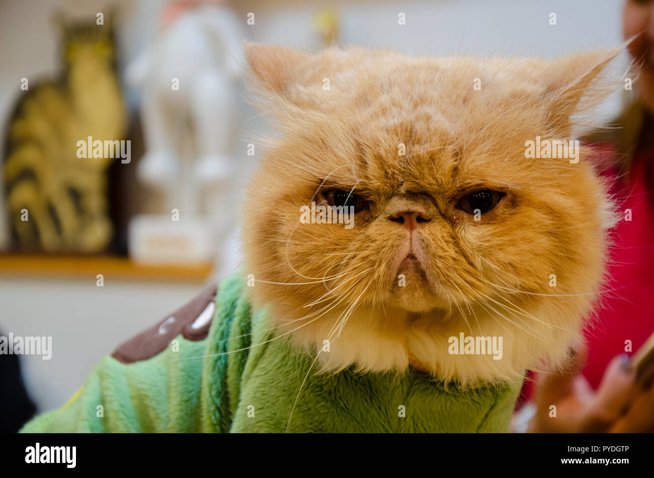 A cat wearing a green jumper in a cat cafe in Myeongdong in Seoul, South Korea. Stock Photo