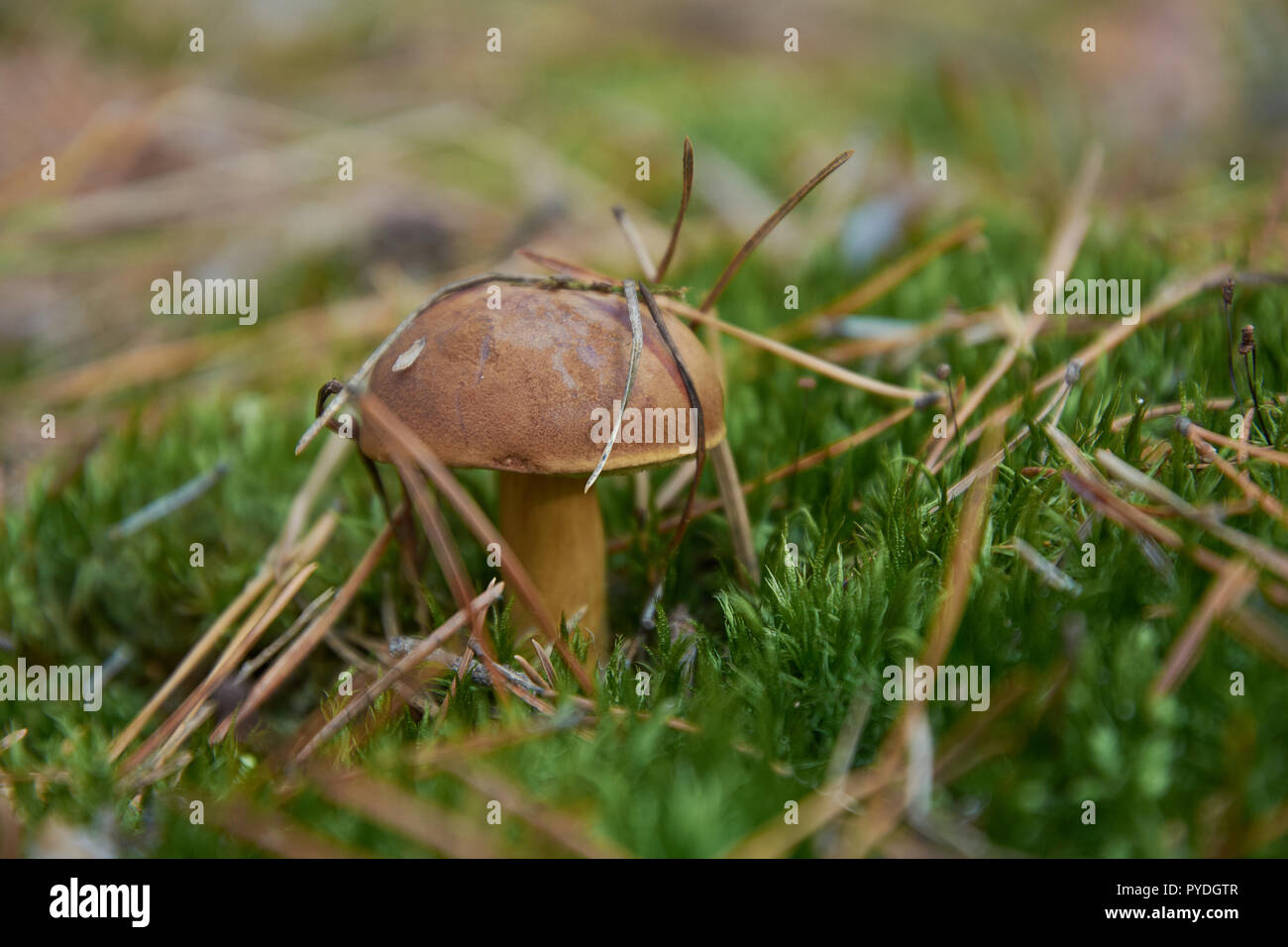 Mushroom (Imleria badia, commonly known as the bay bolete) with chestnut color cap in the forest Stock Photo