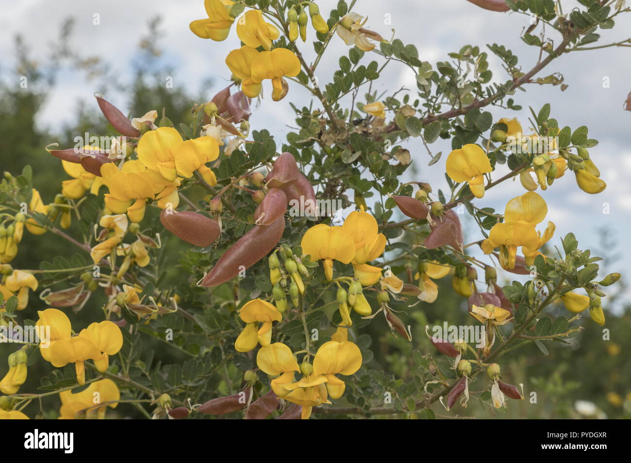 Rhodian Bladder-Senna, Colutea insularis, in flower and fruit; endemic to Rhodes. Stock Photo