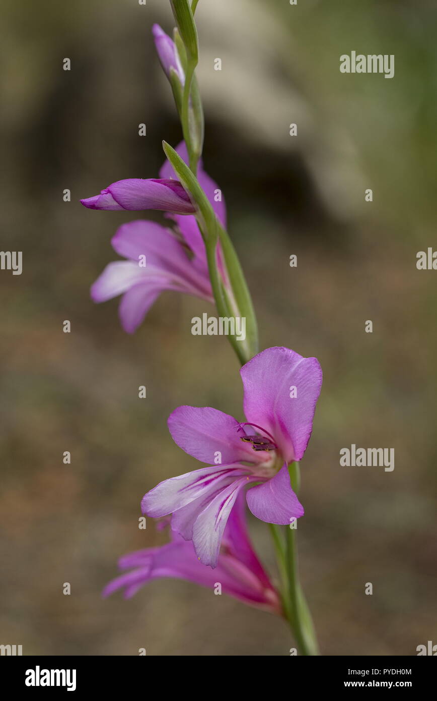 Anatolian Gladiolus, Gladiolus anatolicus, in flower in pinewood, Rhodes. East Aegean endemic. Stock Photo