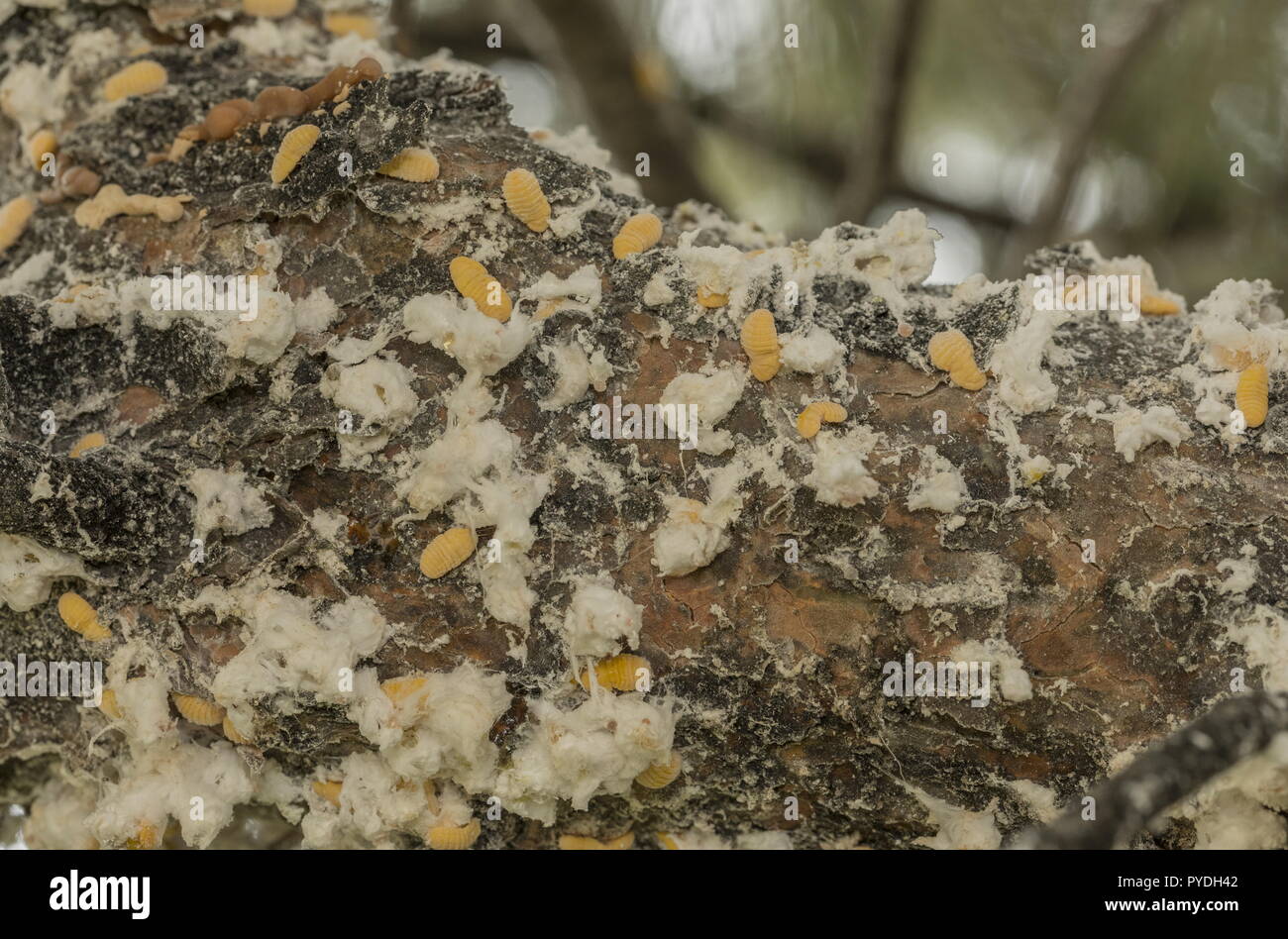 Rhodos Insect Mealybug pest insect hi-res stock photography and images - Alamy