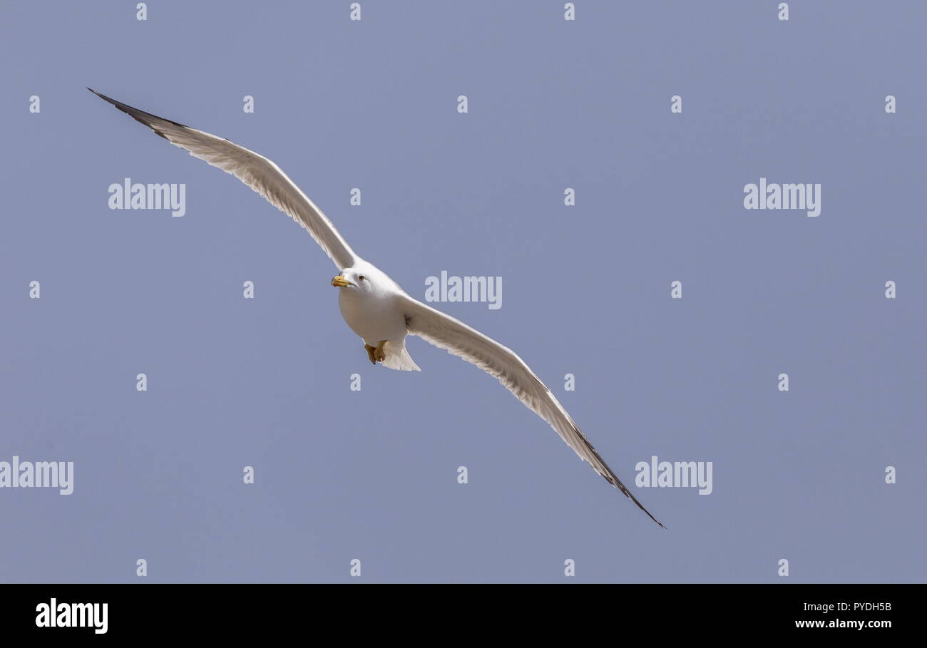 Yellow-legged Gull, Larus michahellis atlantis in flight; Rhodes, Greece. Stock Photo