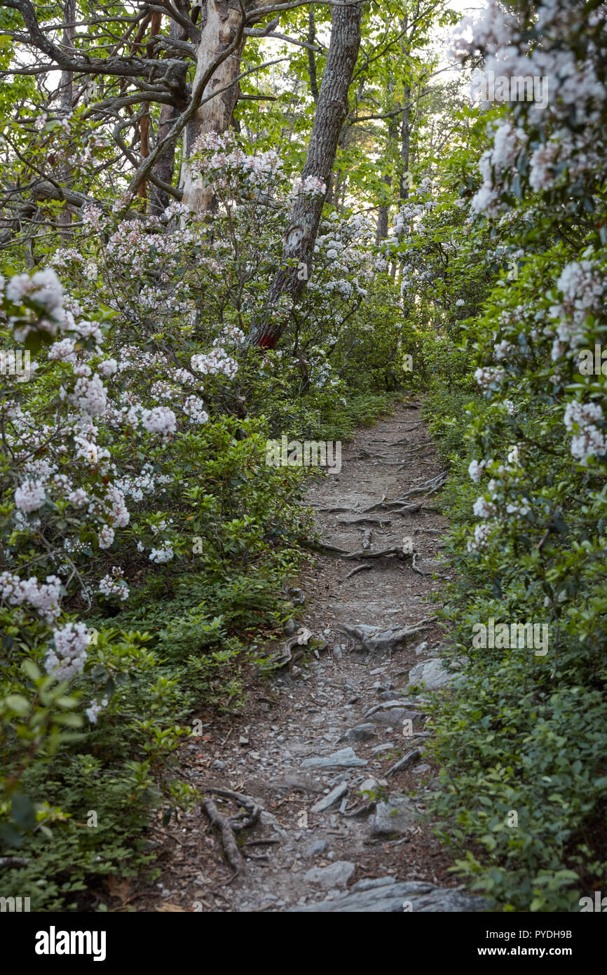 Mountain Laurel Flowers Growing Alongside The Pulpit Rock Trail In Cheaha State Park Alabama Stock Photo Alamy