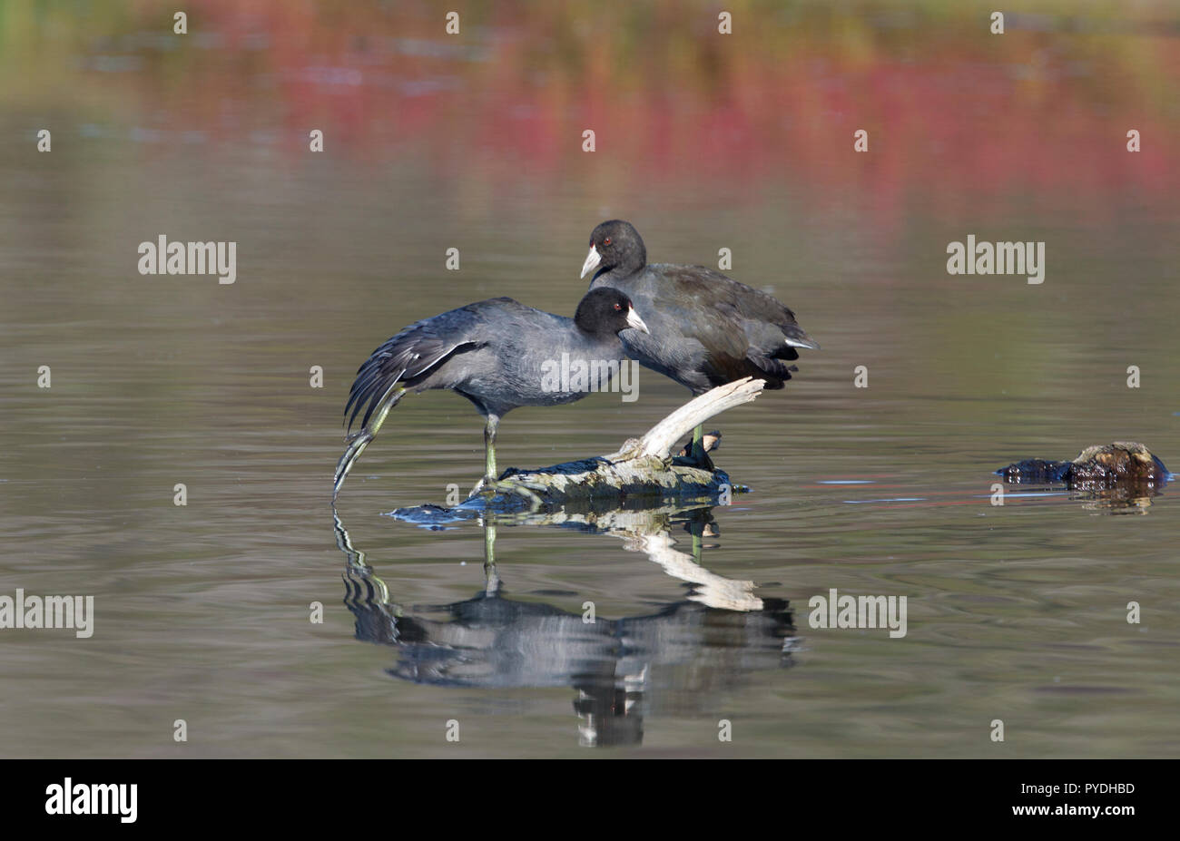 Two american coots perched on stump in pond hires stock photography