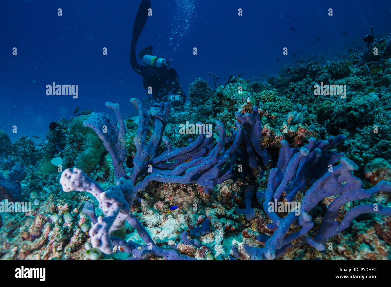 Haliclona sp Blue sponge Coral reef Maldives Stock Photo Alamy