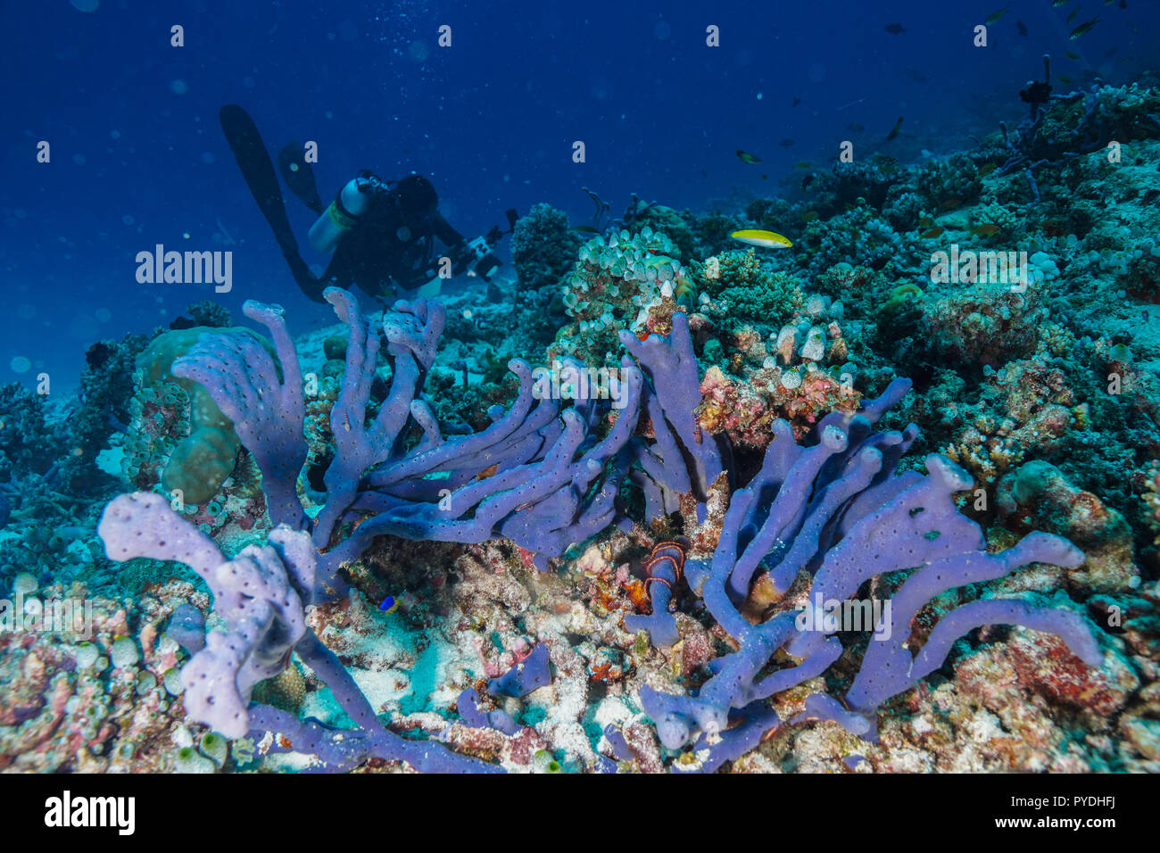 Haliclona sp Blue sponge Coral reef Maldives Stock Photo Alamy