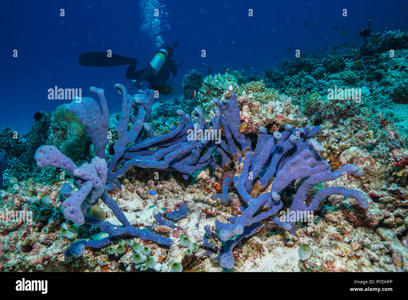 Haliclona sp Blue sponge Coral reef Maldives Stock Photo Alamy