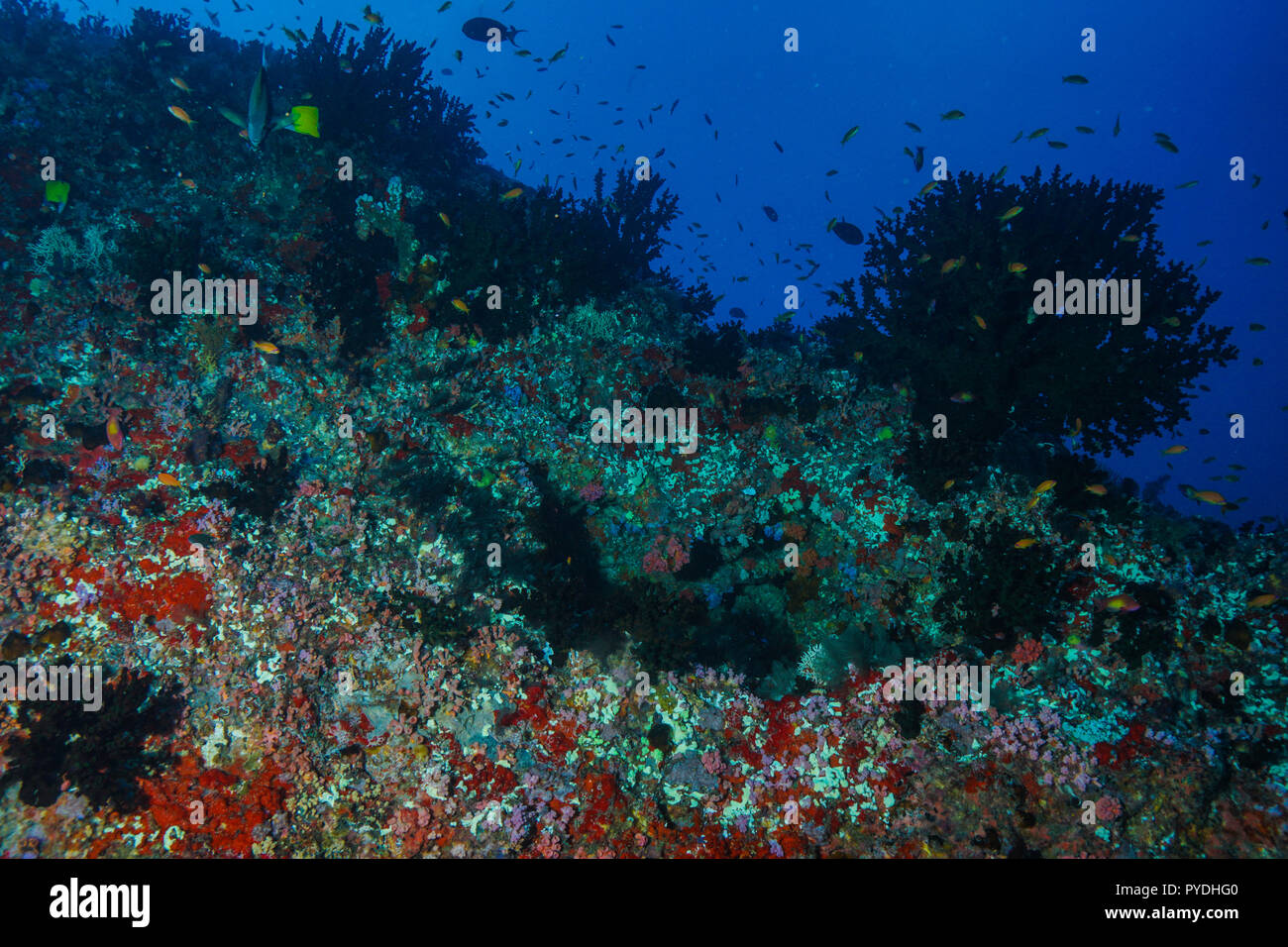 Tubastraea Micranthus midnight Coral Maldives Stock Photo Alamy