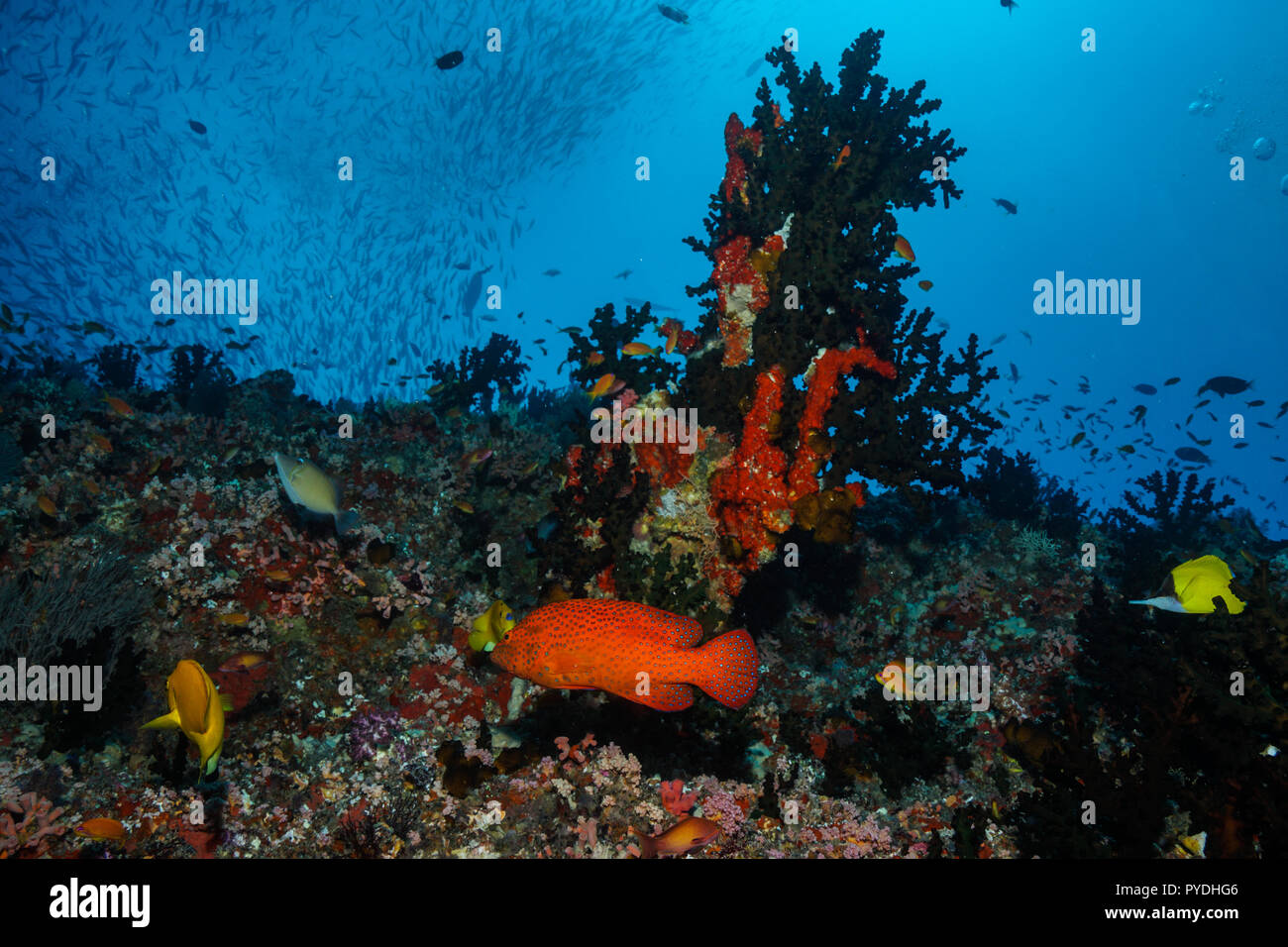 Tubastraea Micranthus midnight Coral Maldives Stock Photo Alamy