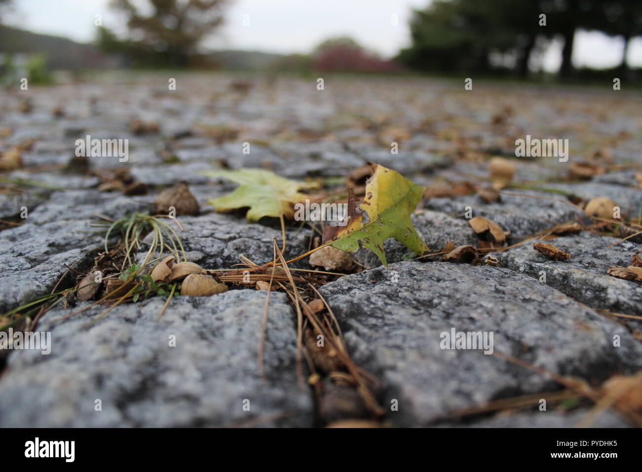 autumn scenes Stock Photo