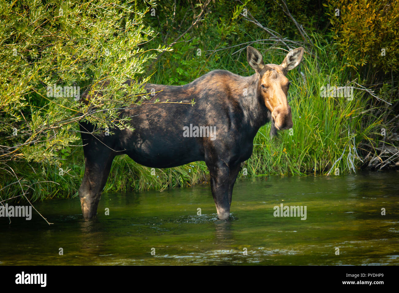 Moose river maine hires stock photography and images Alamy