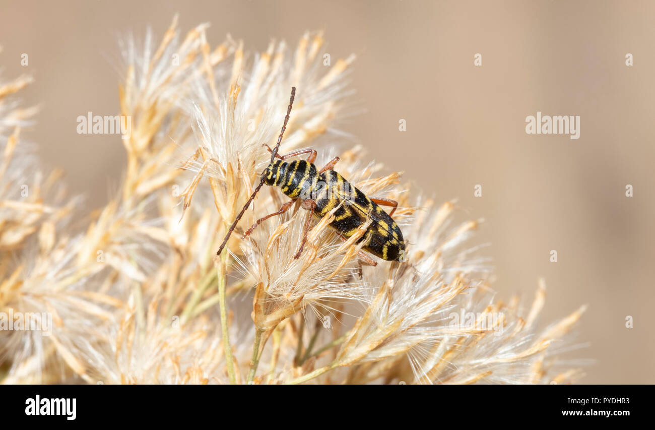 Bright Yellow & Black Longhorn Beetle, Agricultural Endemic Pest the Locust Borer (Megacyllene robiniae) in Colorado Stock Photo