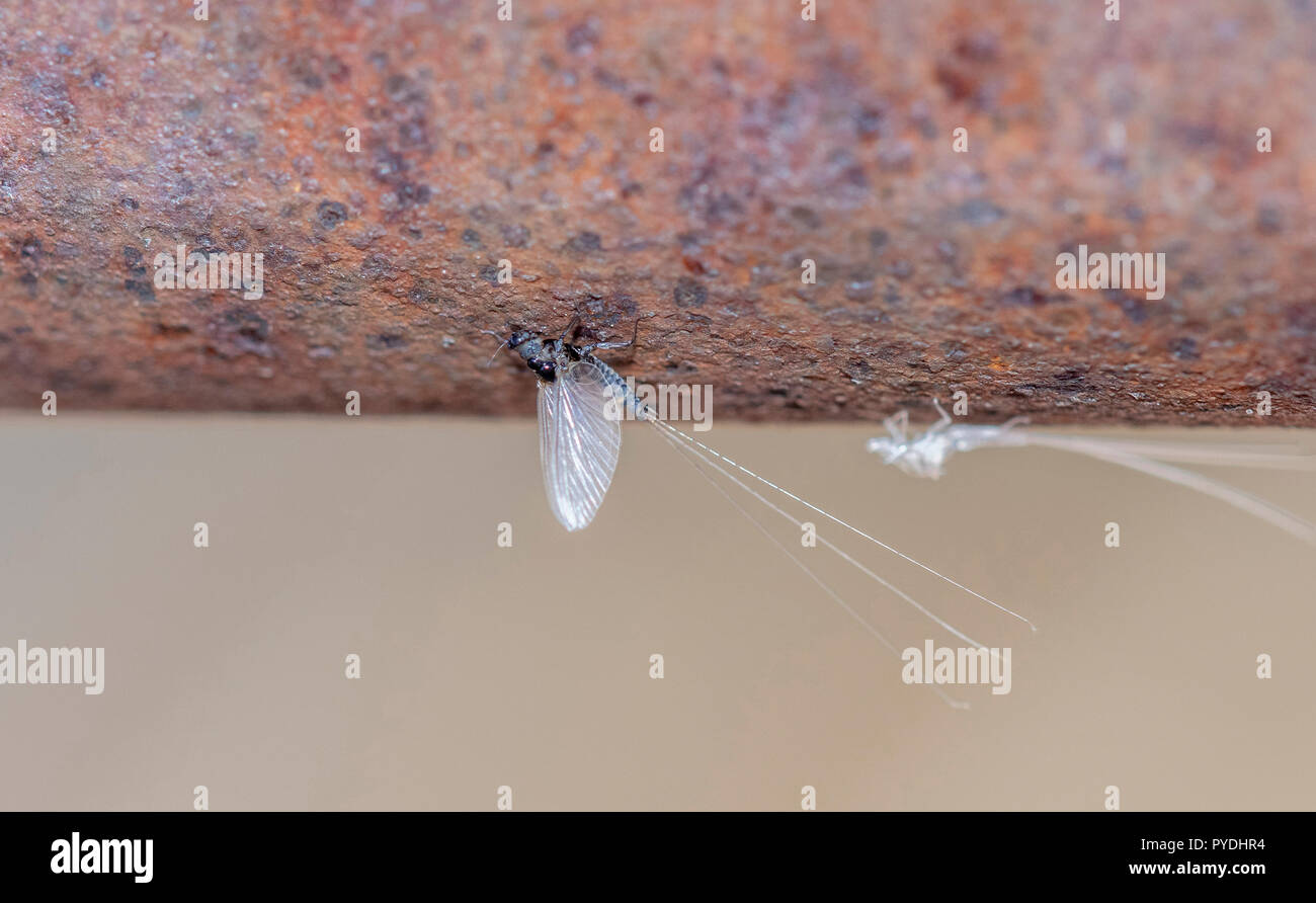 Macro of a Recently Hatched Trico Mayfly (Tricorythodes) with the Exoskeleton in the Background Stock Photo