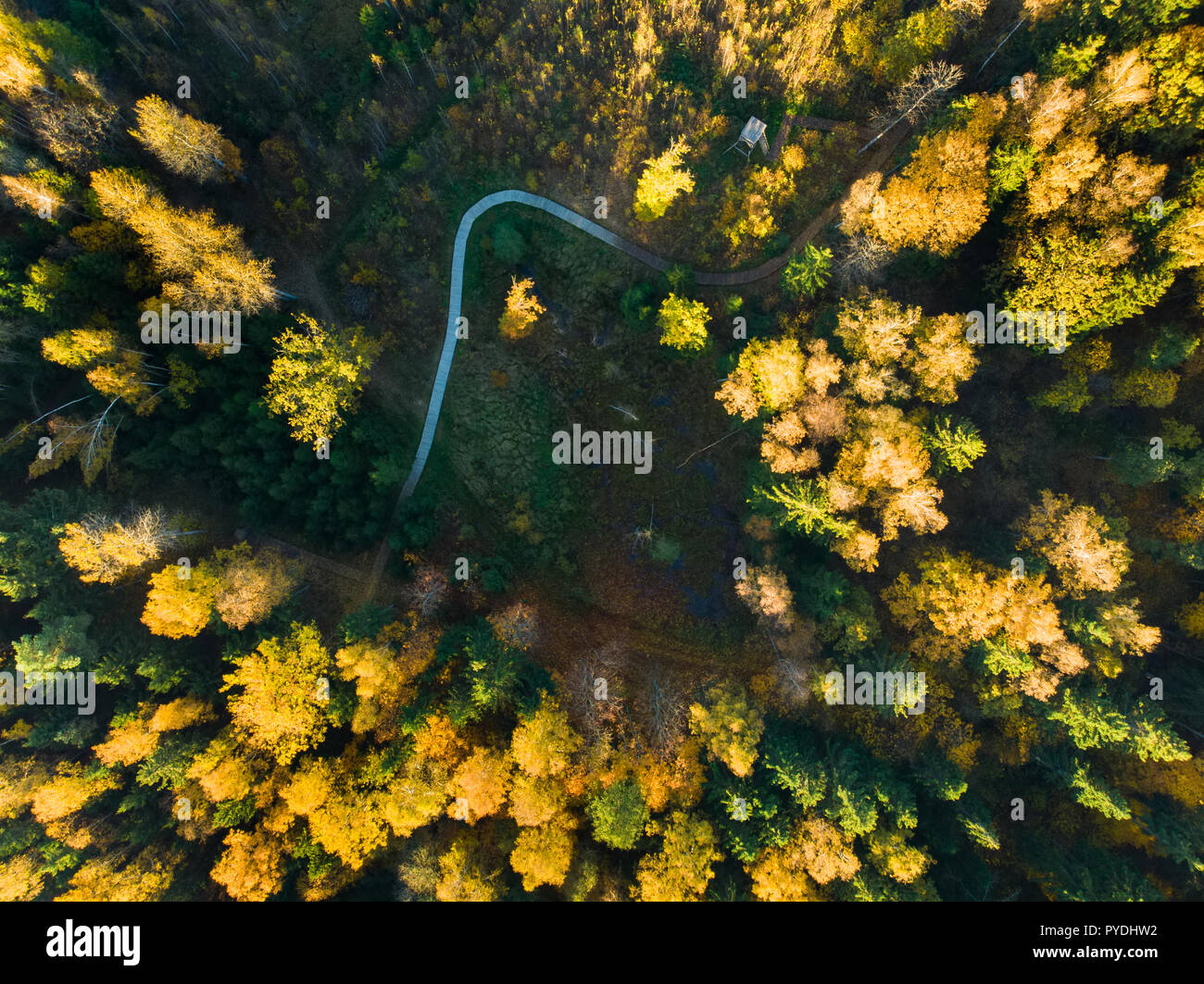 Aerial top down view of autumn forest with wooden path among pine trees ...