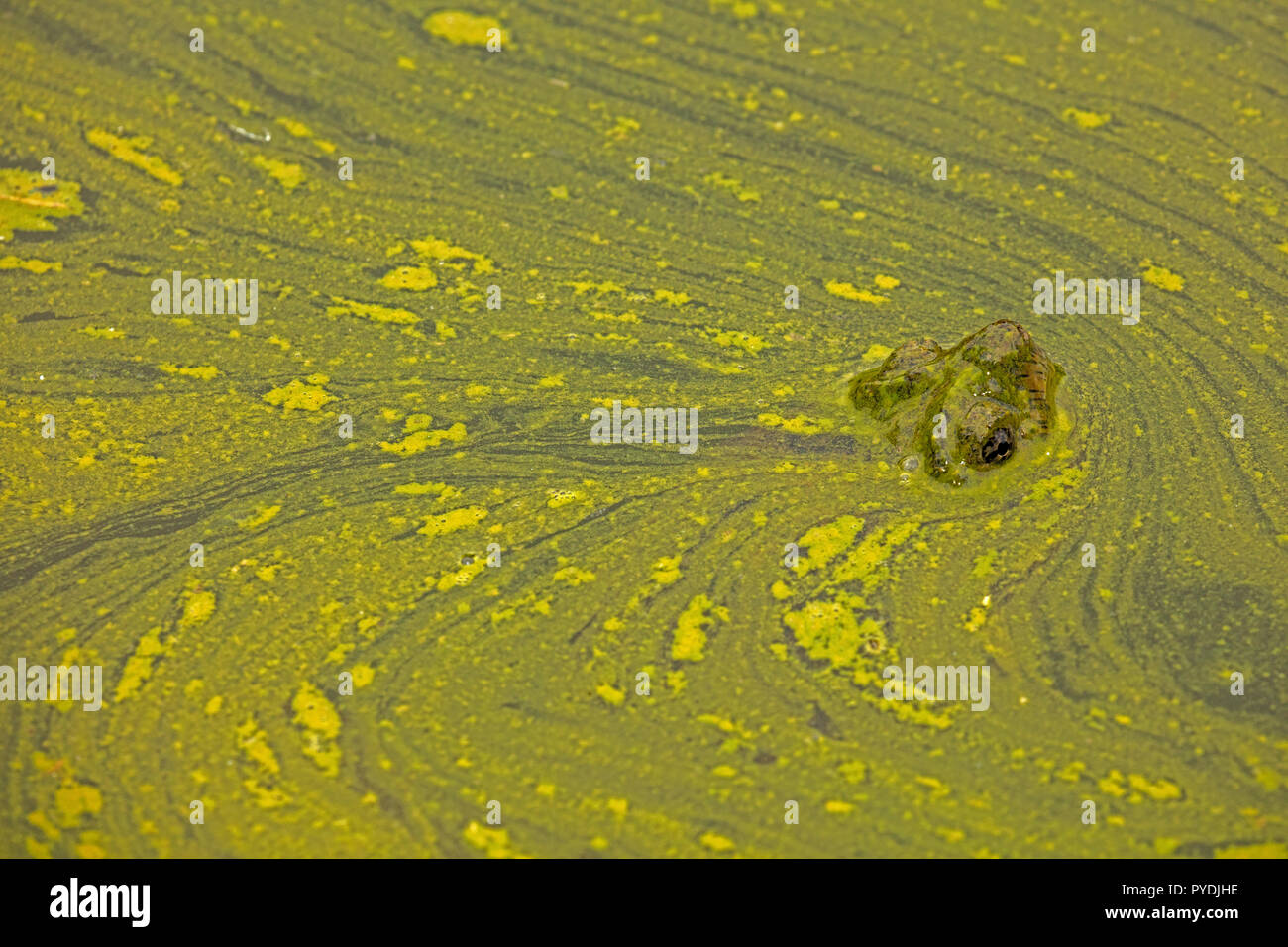 Snapping lines hi-res stock photography and images - Alamy