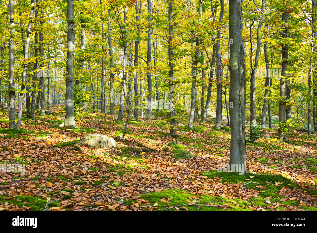 Forest in the beautiful autumn colors on a sunny day Stock Photo - Alamy