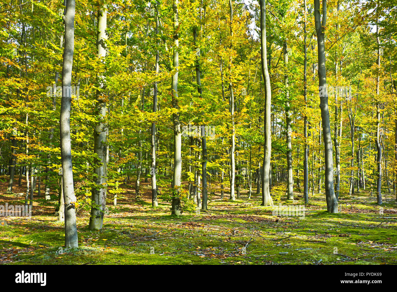 Forest in the beautiful autumn colors on a sunny day Stock Photo - Alamy
