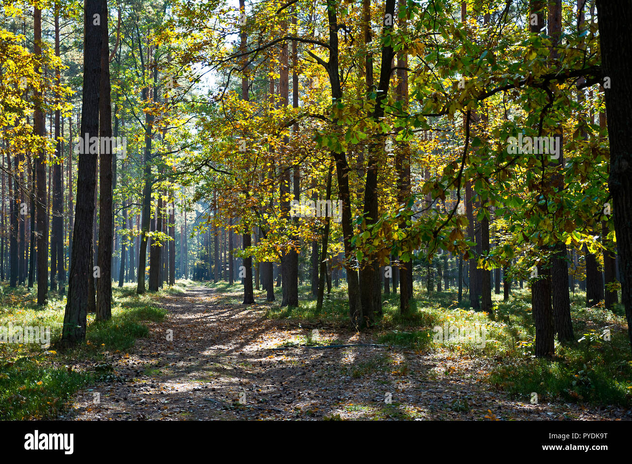 Forest in the beautiful autumn colors on a sunny day Stock Photo - Alamy