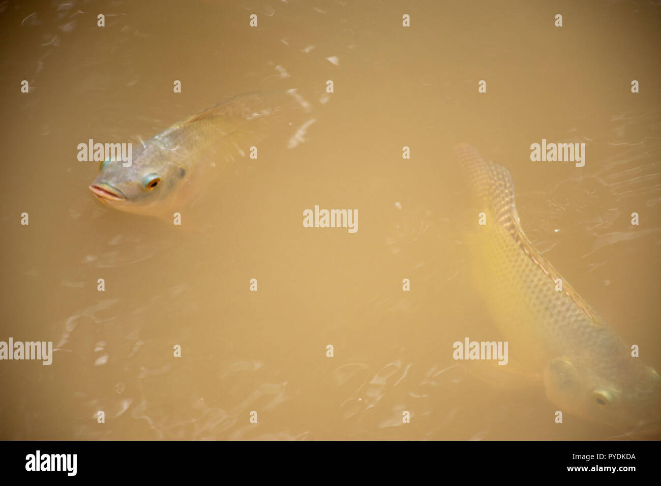 Swimming Tilapia Stock Photos Swimming Tilapia Stock Images Alamy