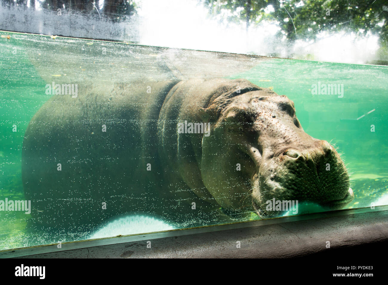 Hippopotamus amphibius or hippo sleeping in water pond and cage at public park in Bangkok, Thailand for Thai people and foreigner travelers walking vi Stock Photo