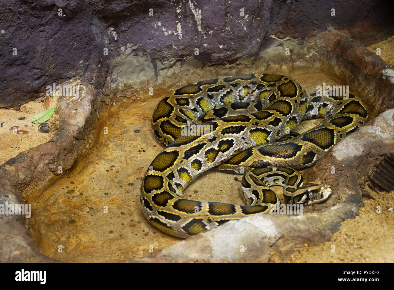 Reticulated python relax in cage at public park in Bangkok, Thailand ...