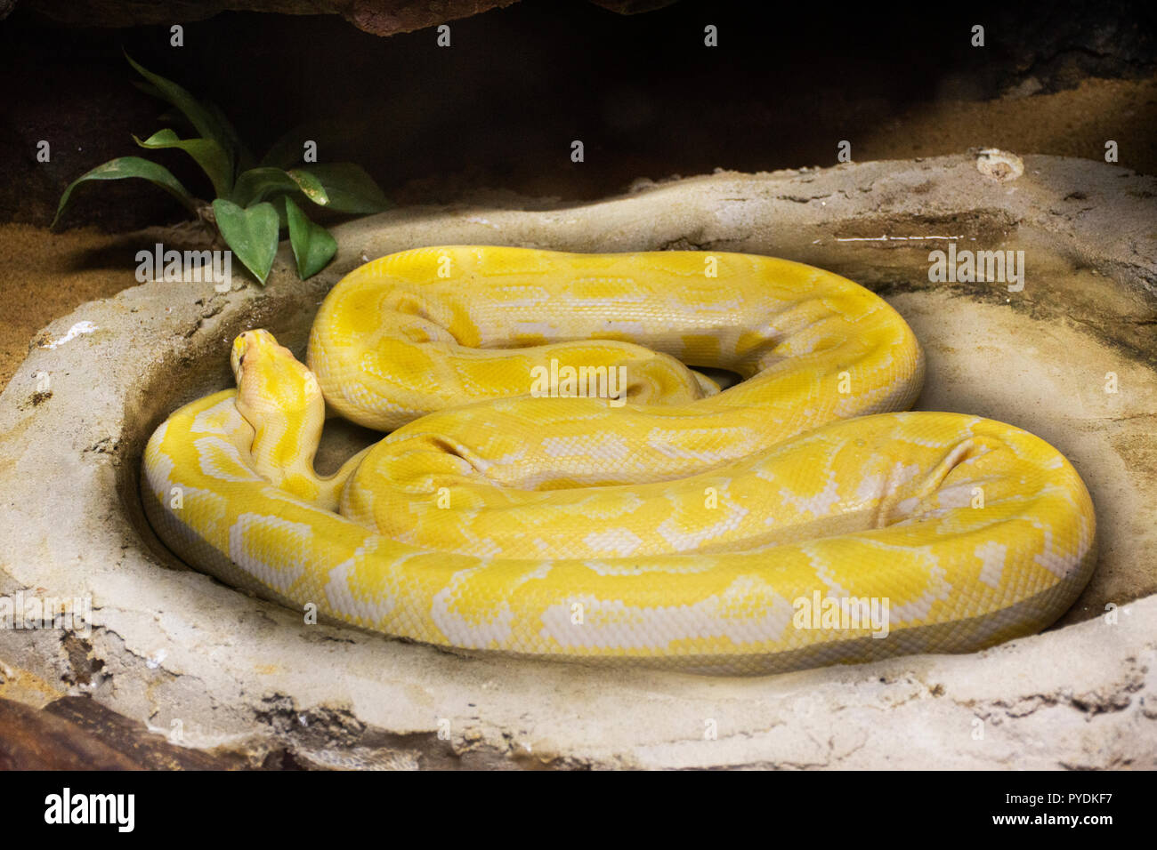 Reticulated python relax in cage at public park in Bangkok, Thailand ...