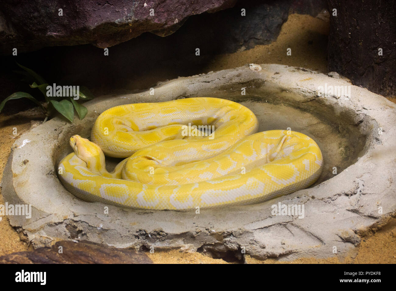 Reticulated python relax in cage at public park in Bangkok, Thailand ...