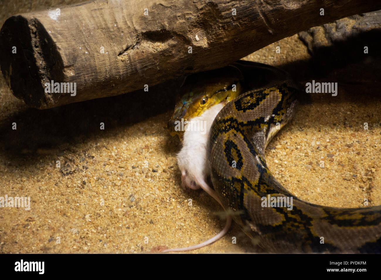 Reticulated python eat white rat in cage at public park in Bangkok ...