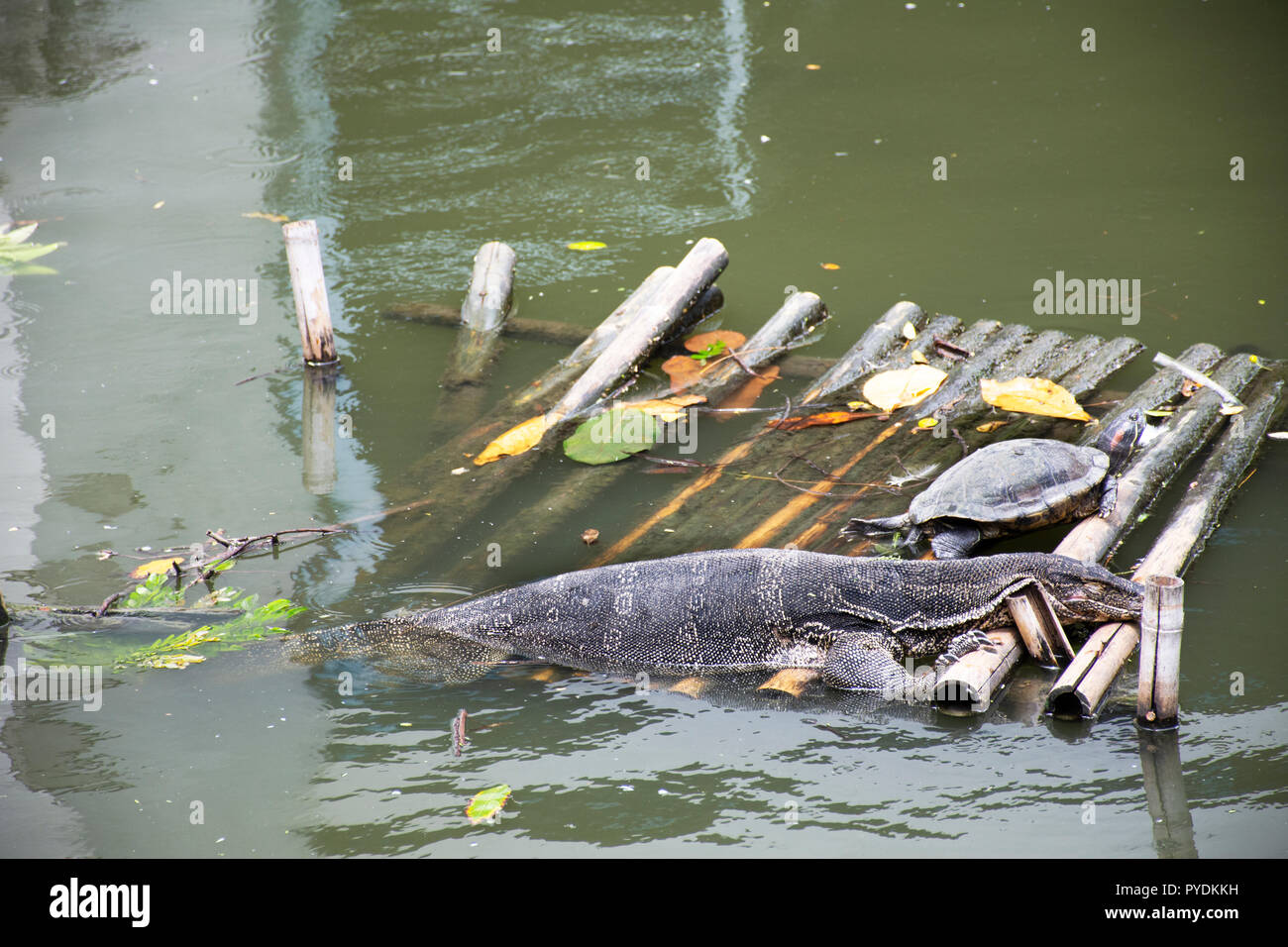 Asian water monitor or Varanus salvator with turtle sleeping on bamboo raft in pond of garden at public park in Bangkok, Thailand Stock Photo