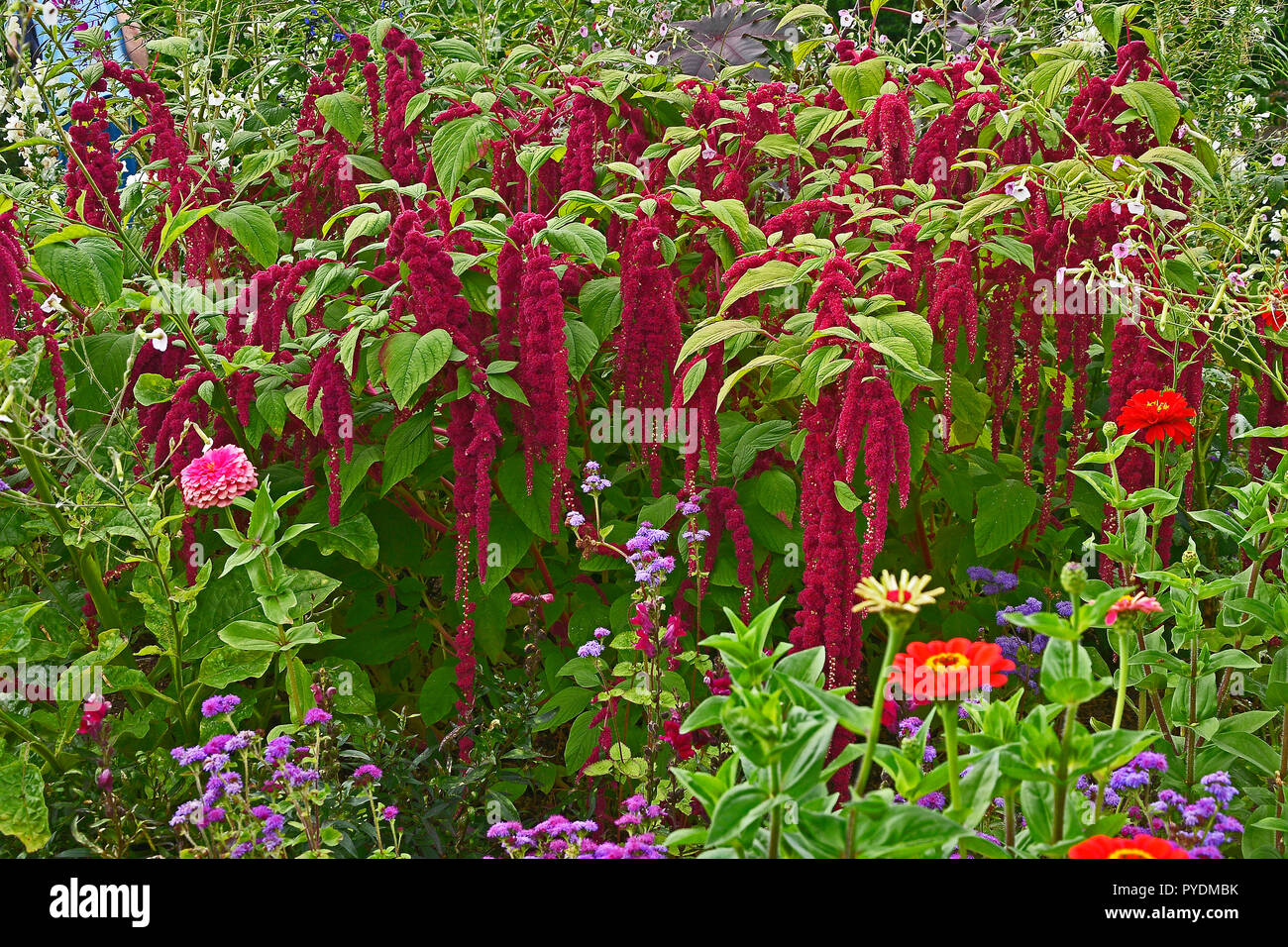 Detail of a flower border with Amaranthus caudatus, Love lies bleeding and Zinnias Stock Photo