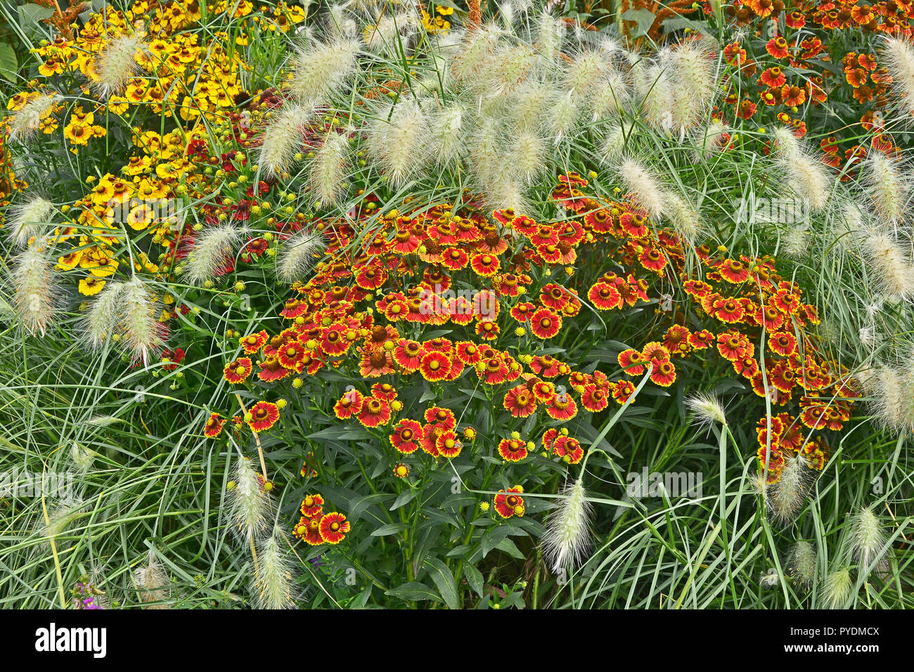 Colourful garden flower border with Heleniums Waldraut and ornamental