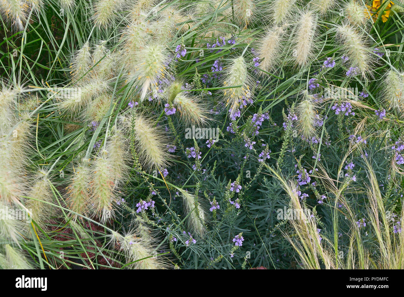 Garden flower border with ornamental grass Pennisetum villosum Stock Photo