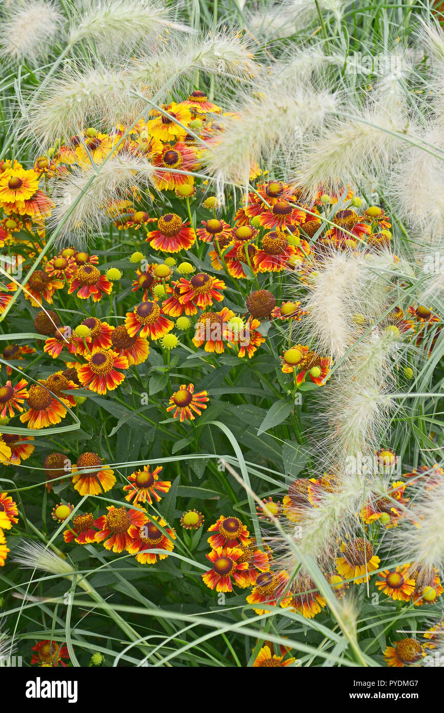 Colourful garden flower border with Heleniums Waldraut and ornamental grass Pennisetum villosum Stock Photo