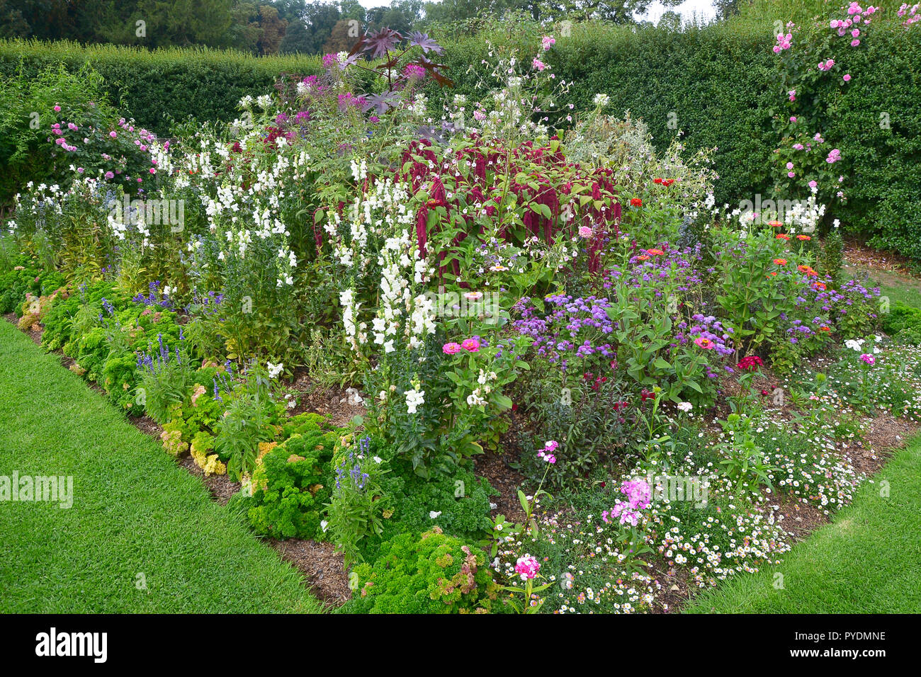 Colourful flower border with mixed planting including roses, amaranthus, zinnia and antirrhinums Stock Photo