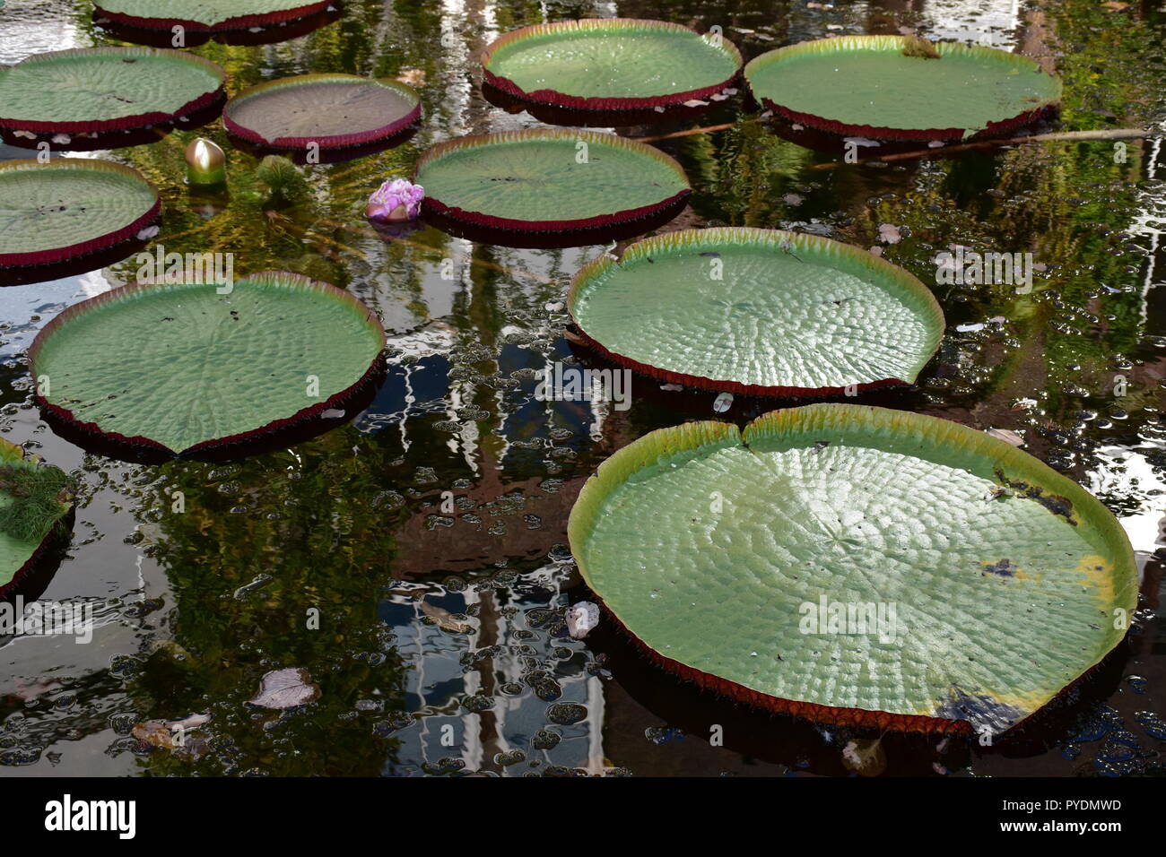 Lillie pond/ lilly pond Stock Photo