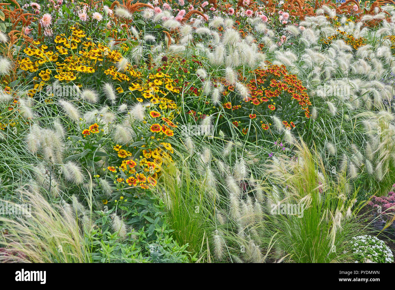 Colourful garden flower border with Heleniums Waldraut and ornamental grass Pennisetum villosum Stock Photo